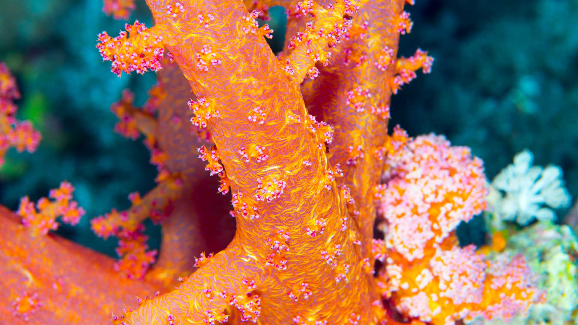 Tree coral