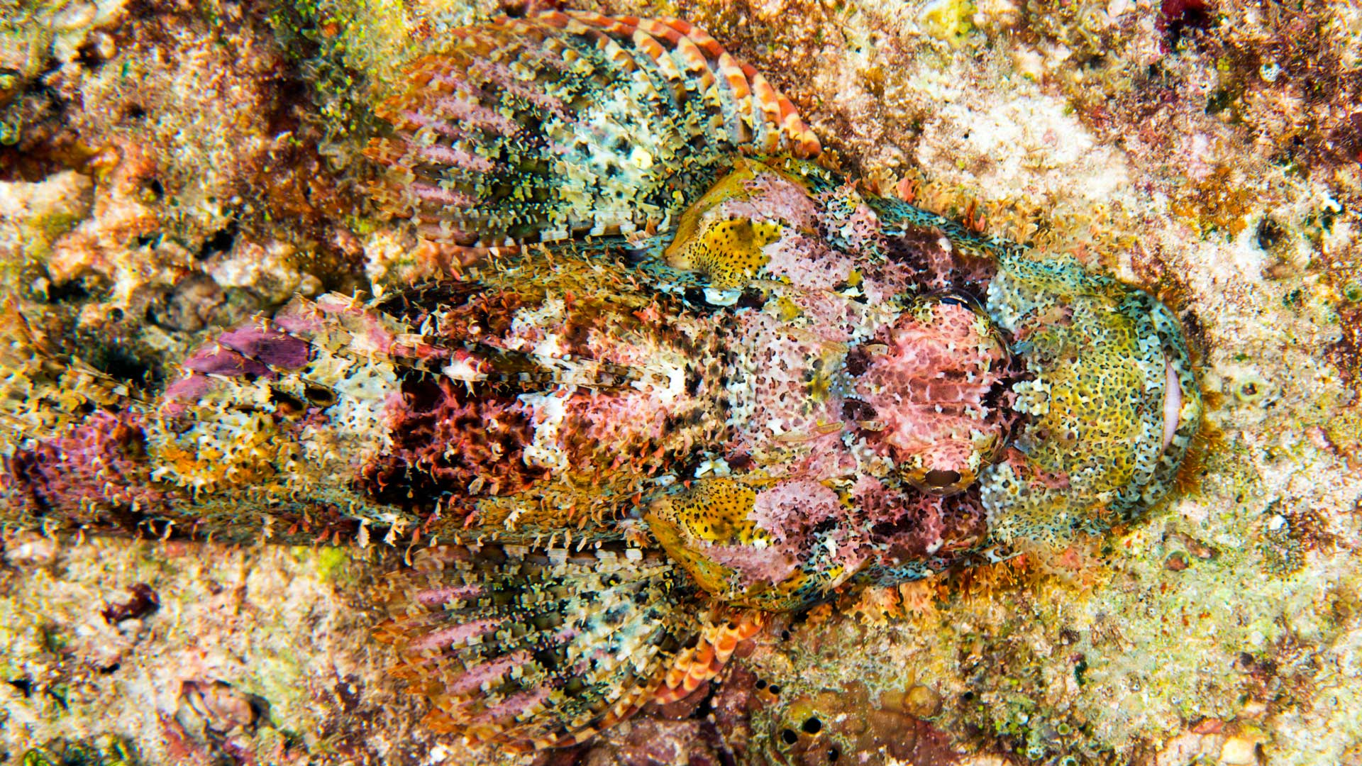 Tassled scorpionfish