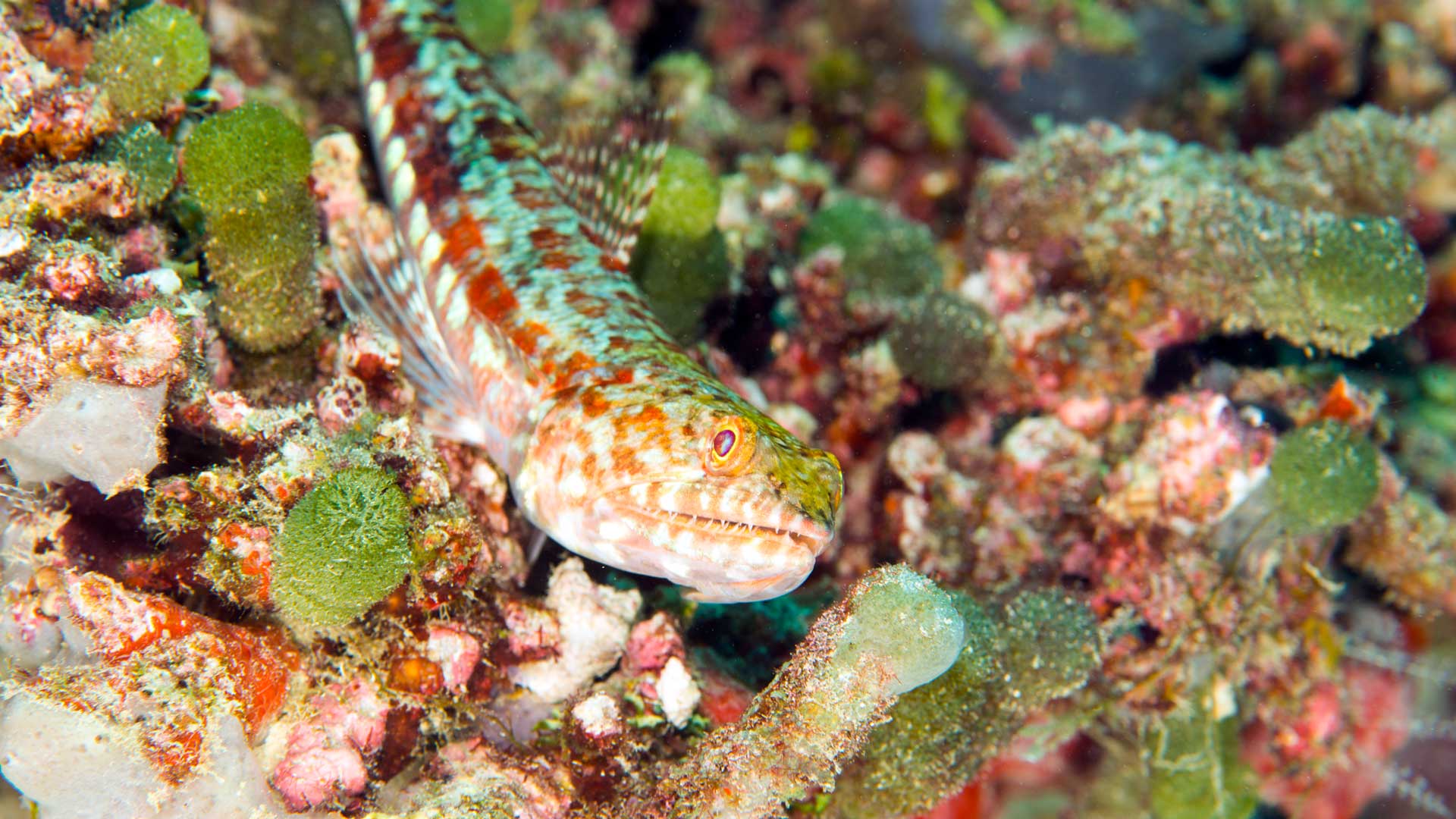 Variegated lizardfish