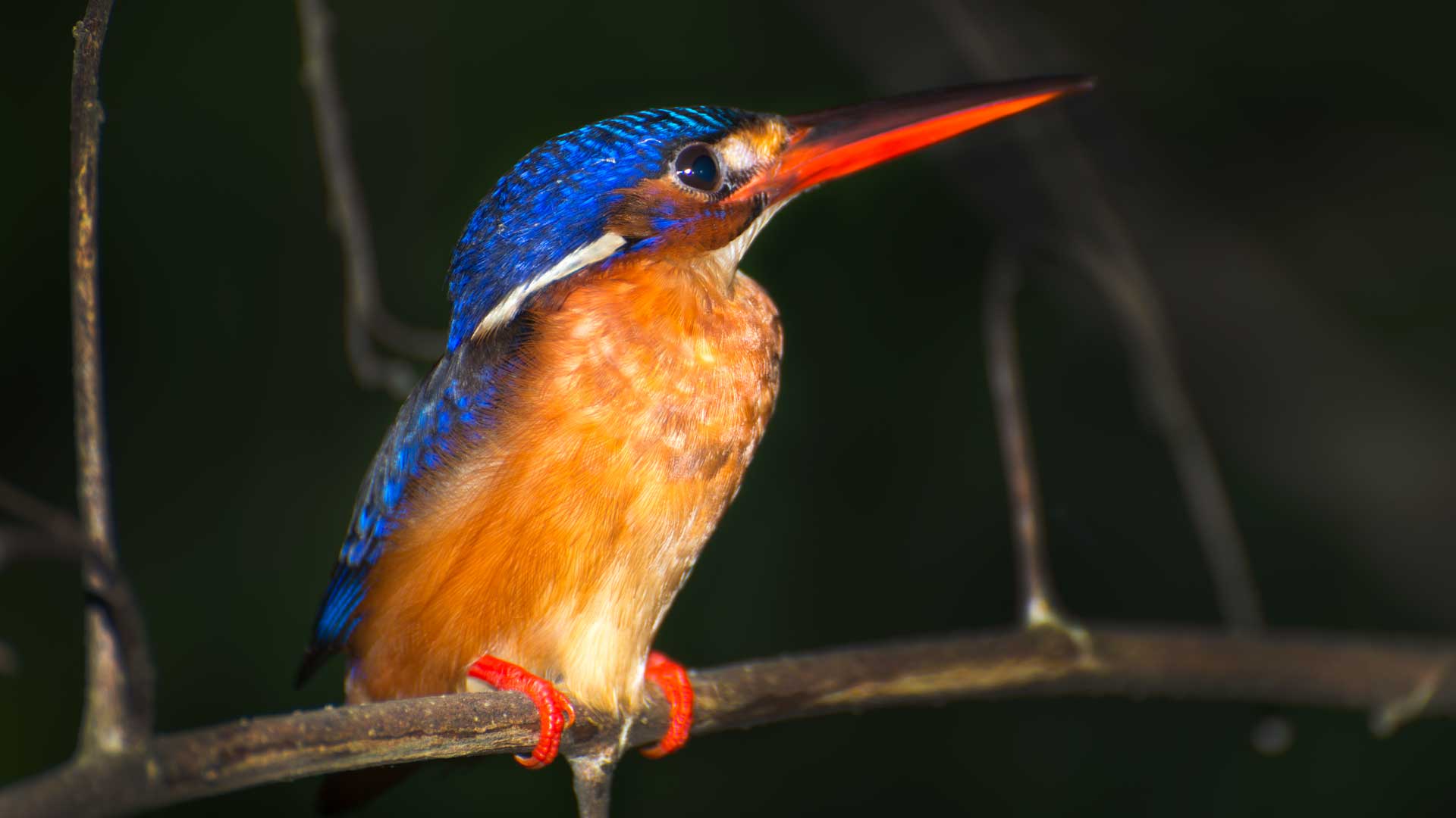 Blue-eared kingfisher