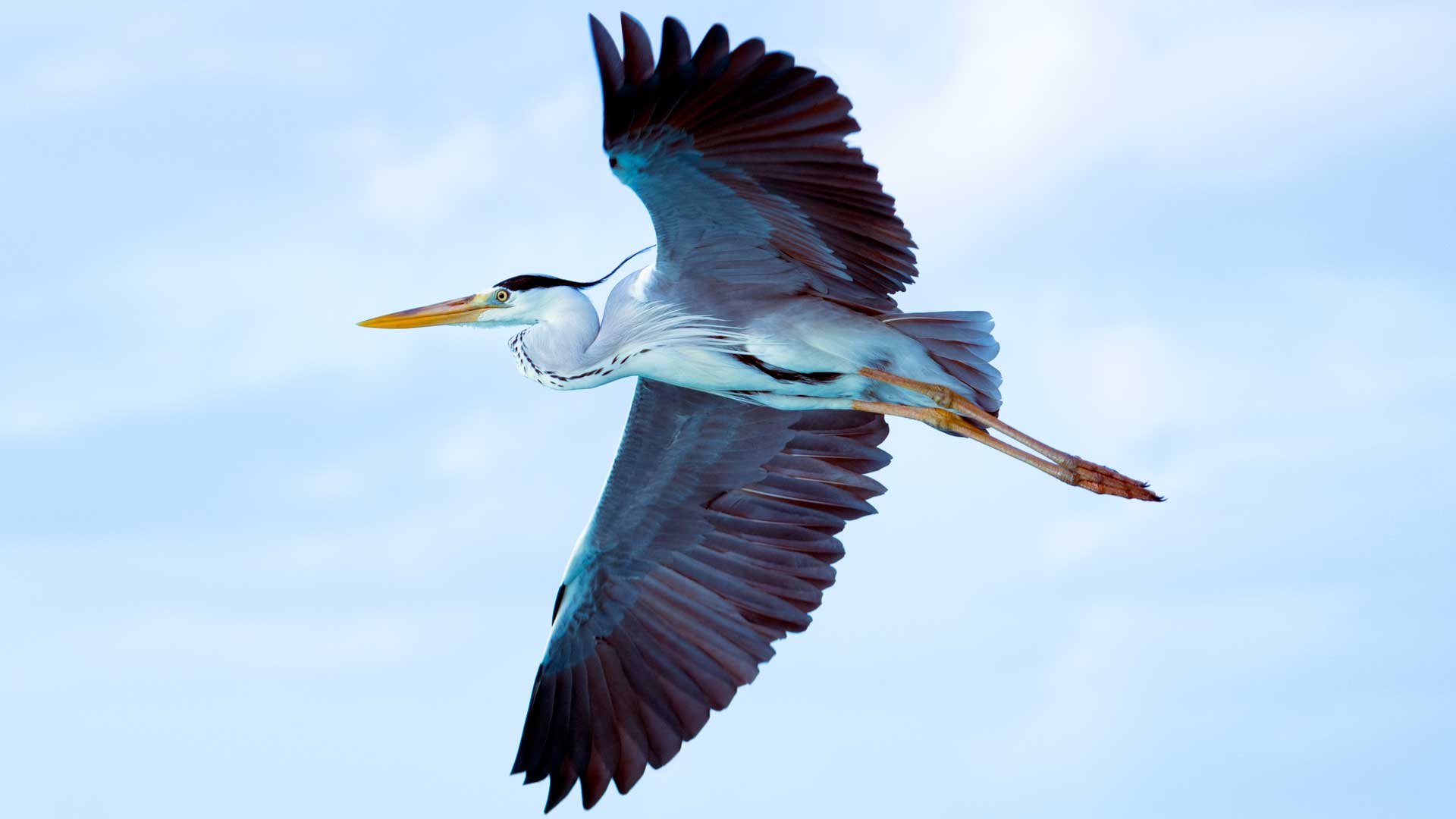 Grey heron in flight