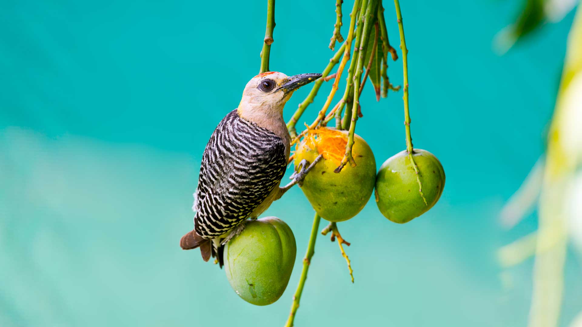 AHoffmans woodpecker feeding on a mango