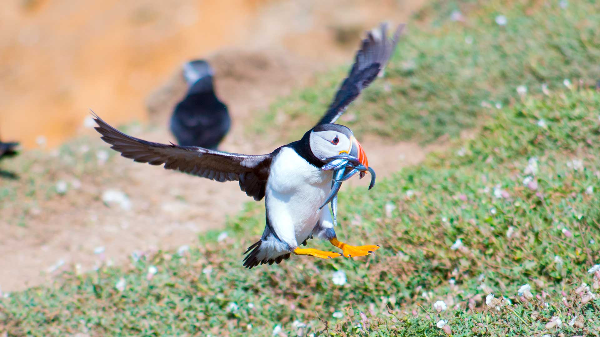 Atlantic puffin with sand eels