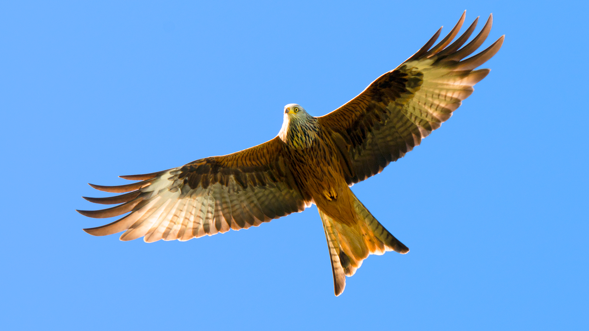 Wildlife Photography