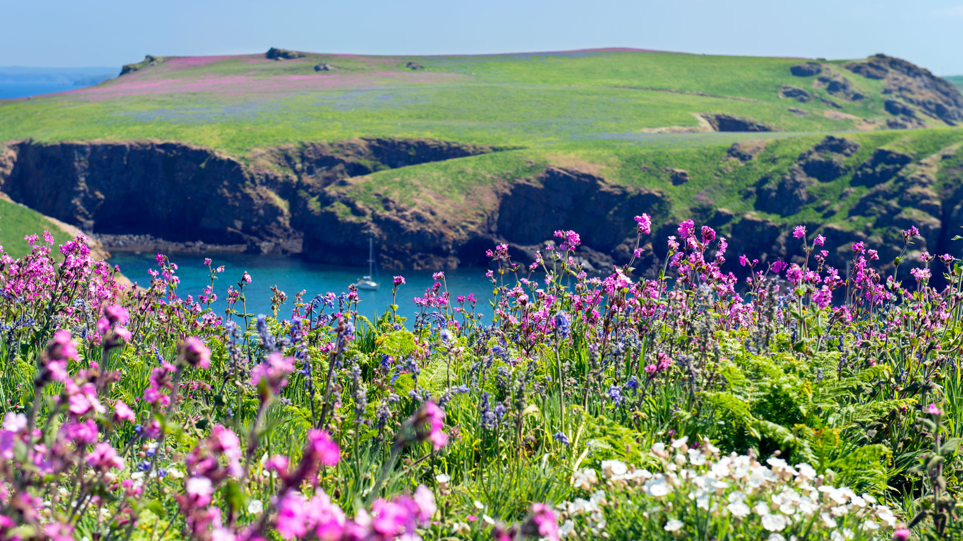 Skomer island spring