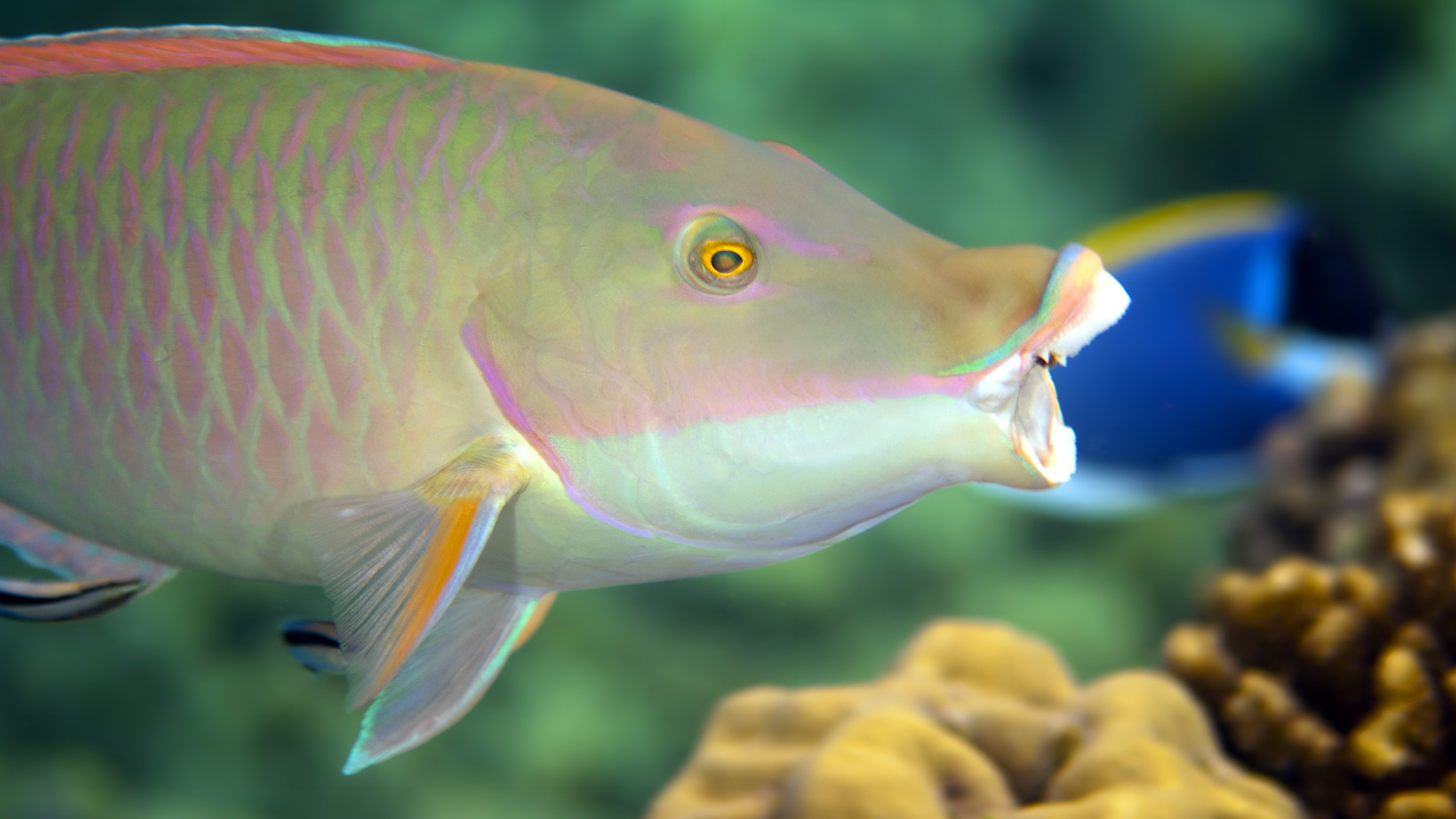 Candelamoa parrotfish at a cleaning station