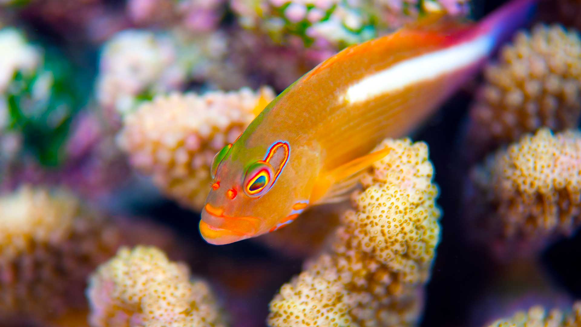 Arc-eye hawkfish