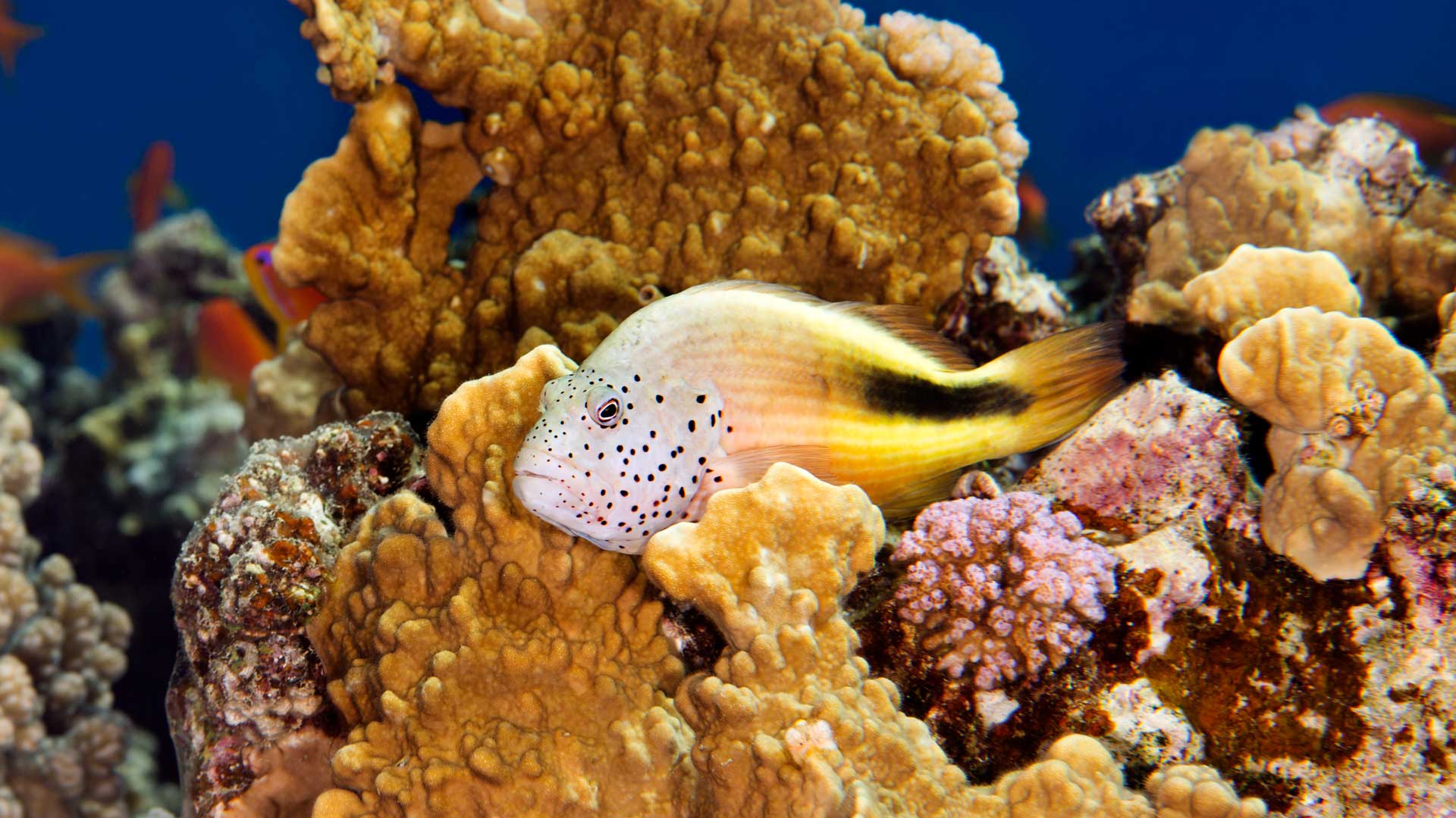 Blackside hawkfish