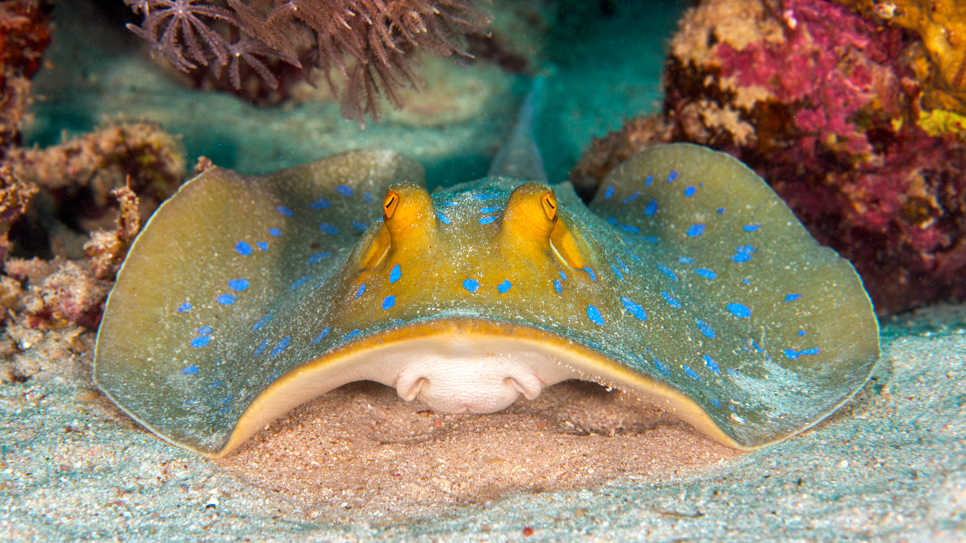 Blue-spotted ribbontail ray