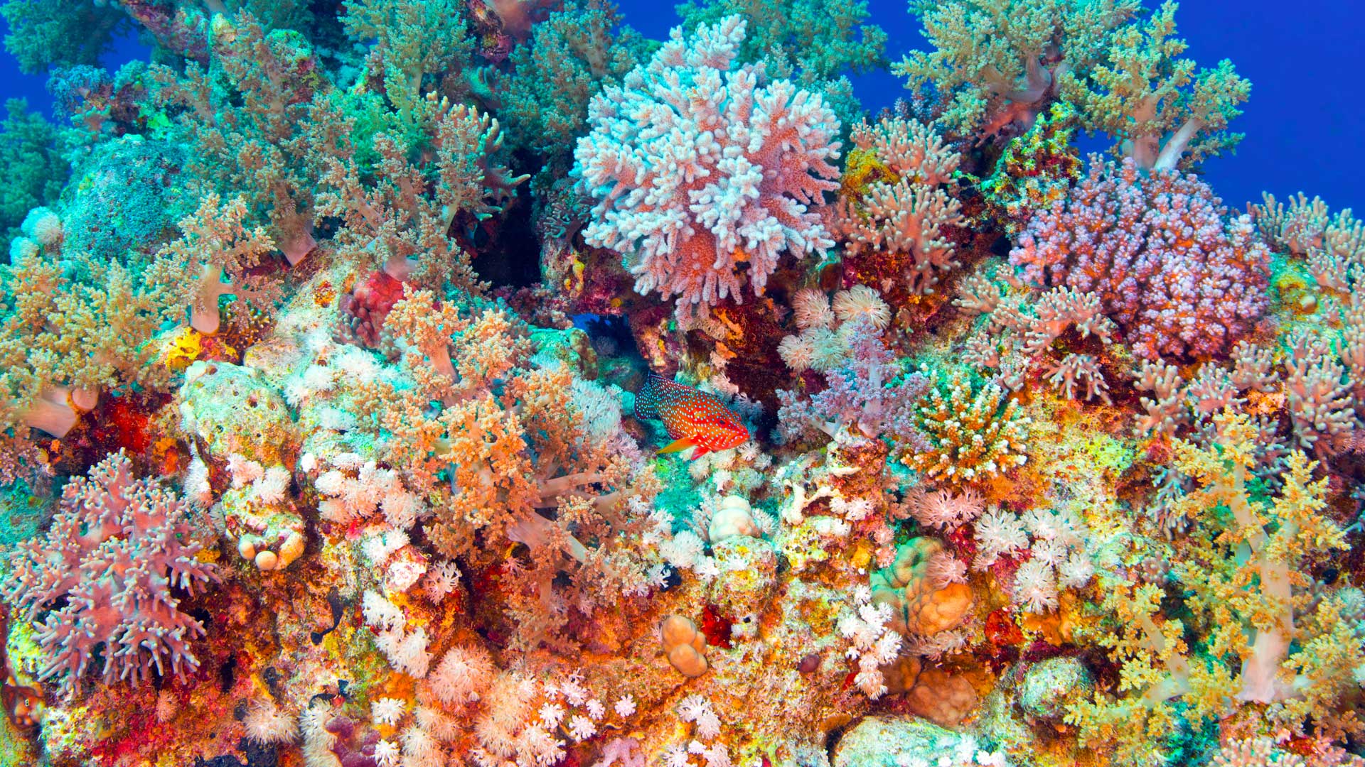 Coral garden