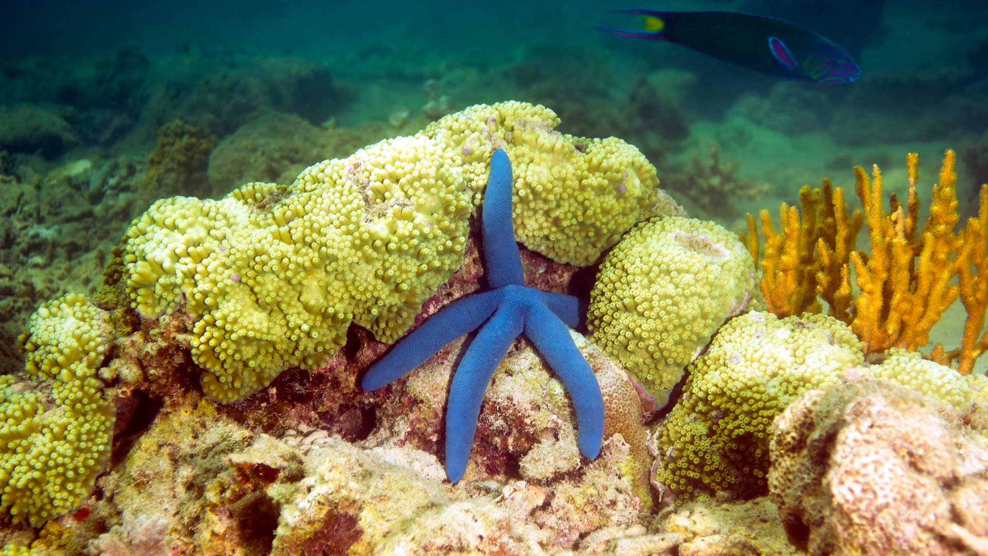 Blue starfish