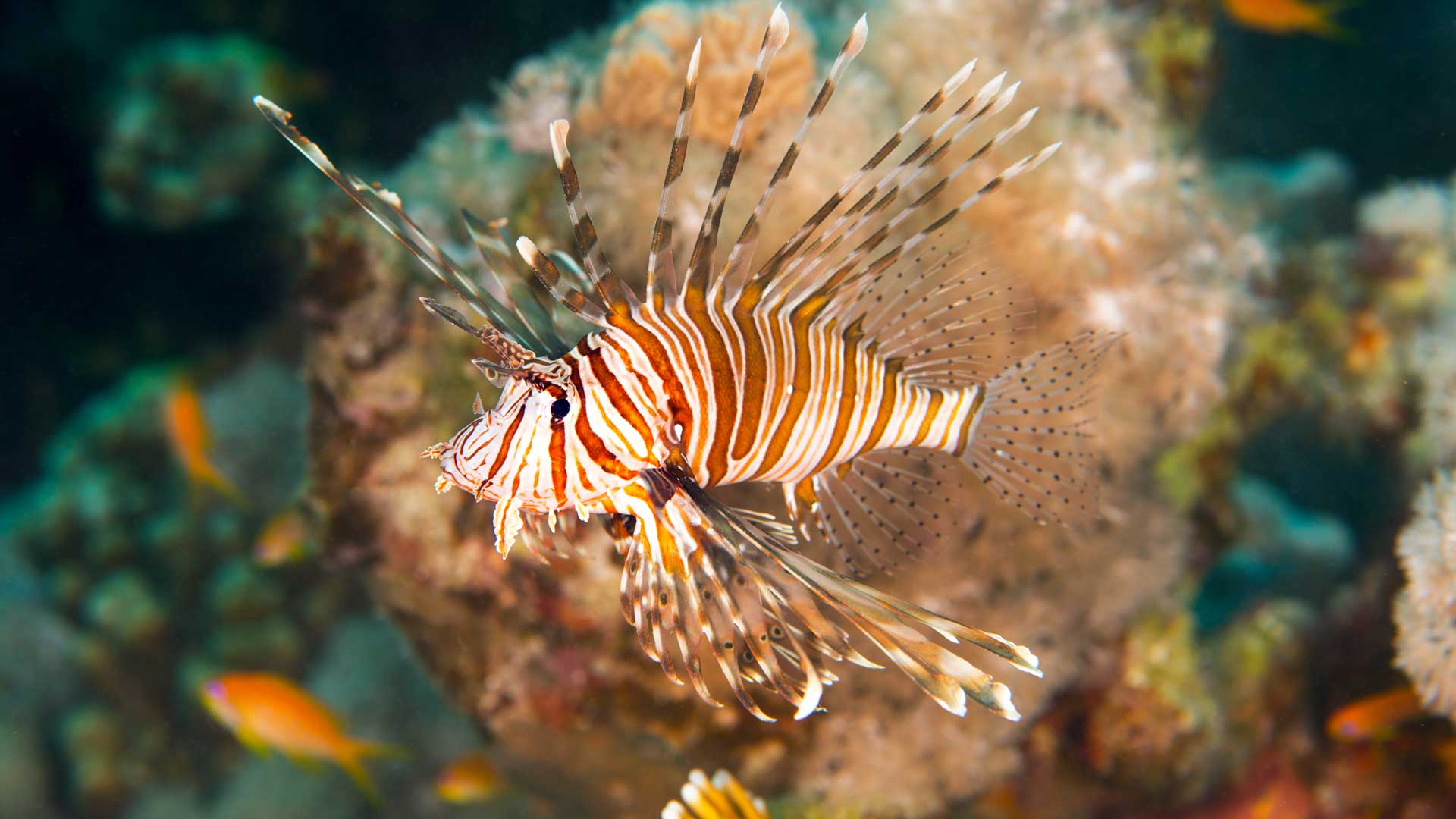 Lionfish