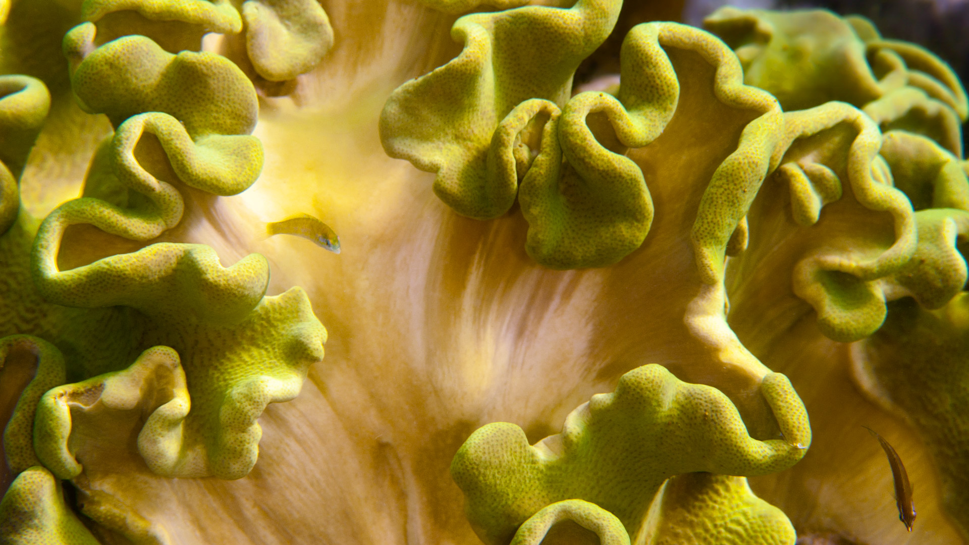 Elephant ear coral