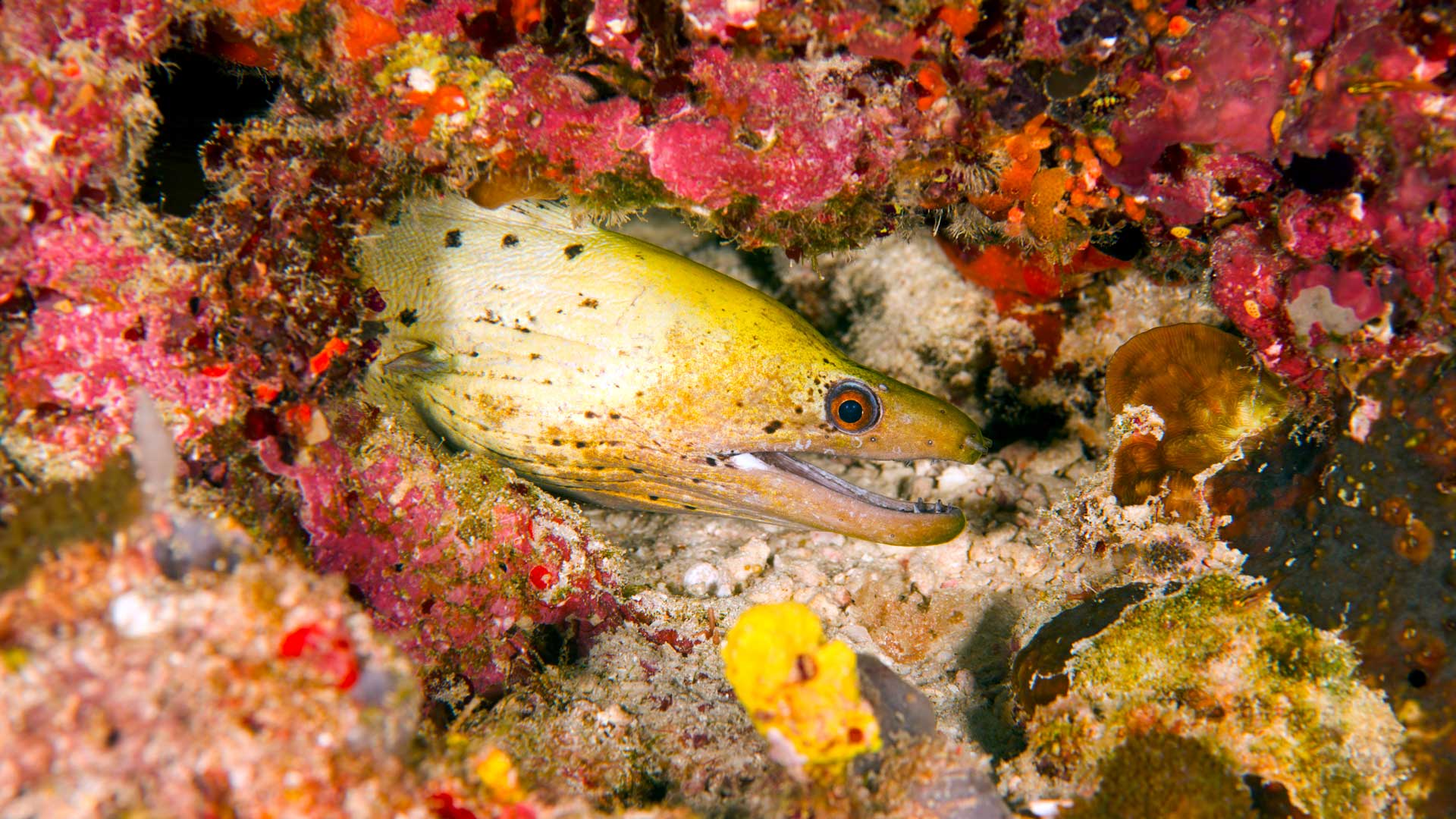 Fimbriated moray eel