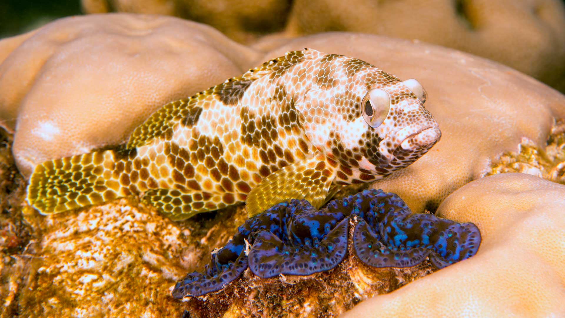 Foursaddle grouper perched behind a maxima clam