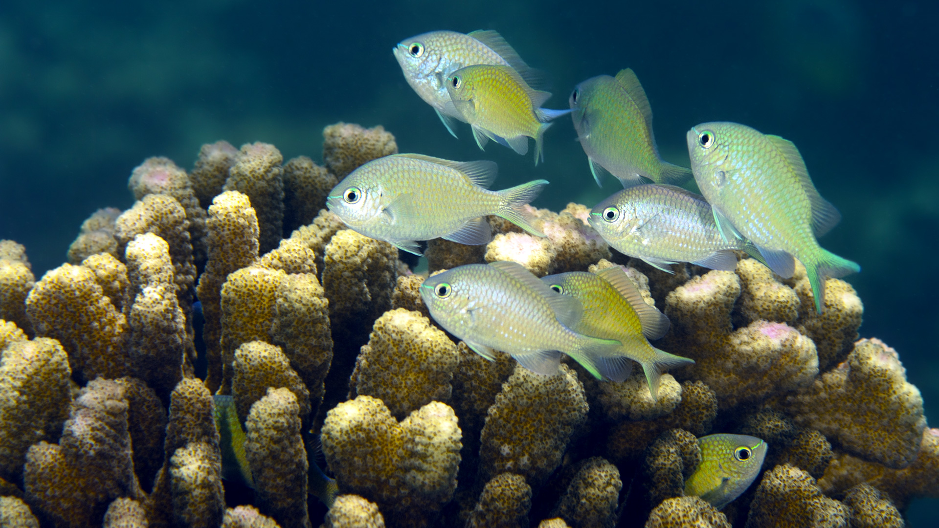 Green chromis residing in acropora coral