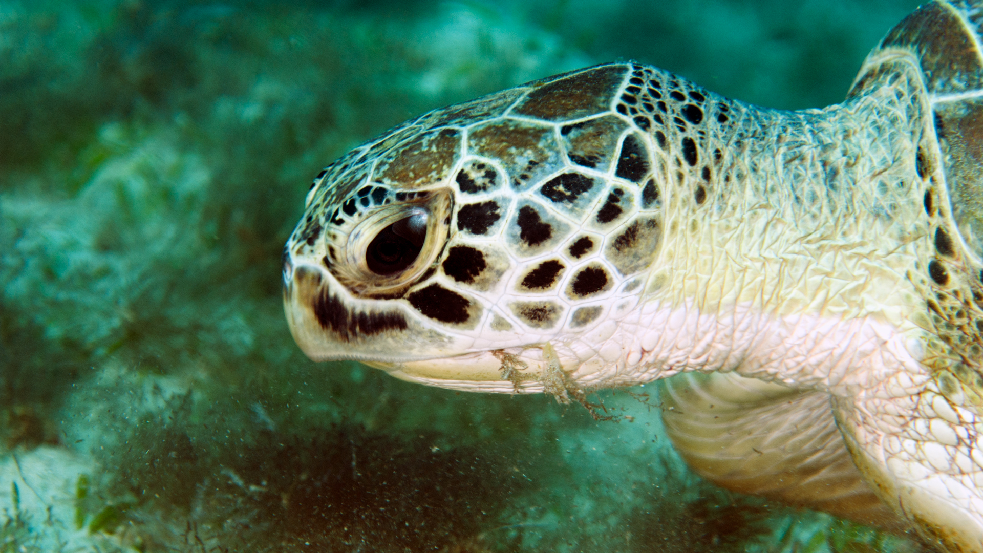 Green turtle feeding on seagrass