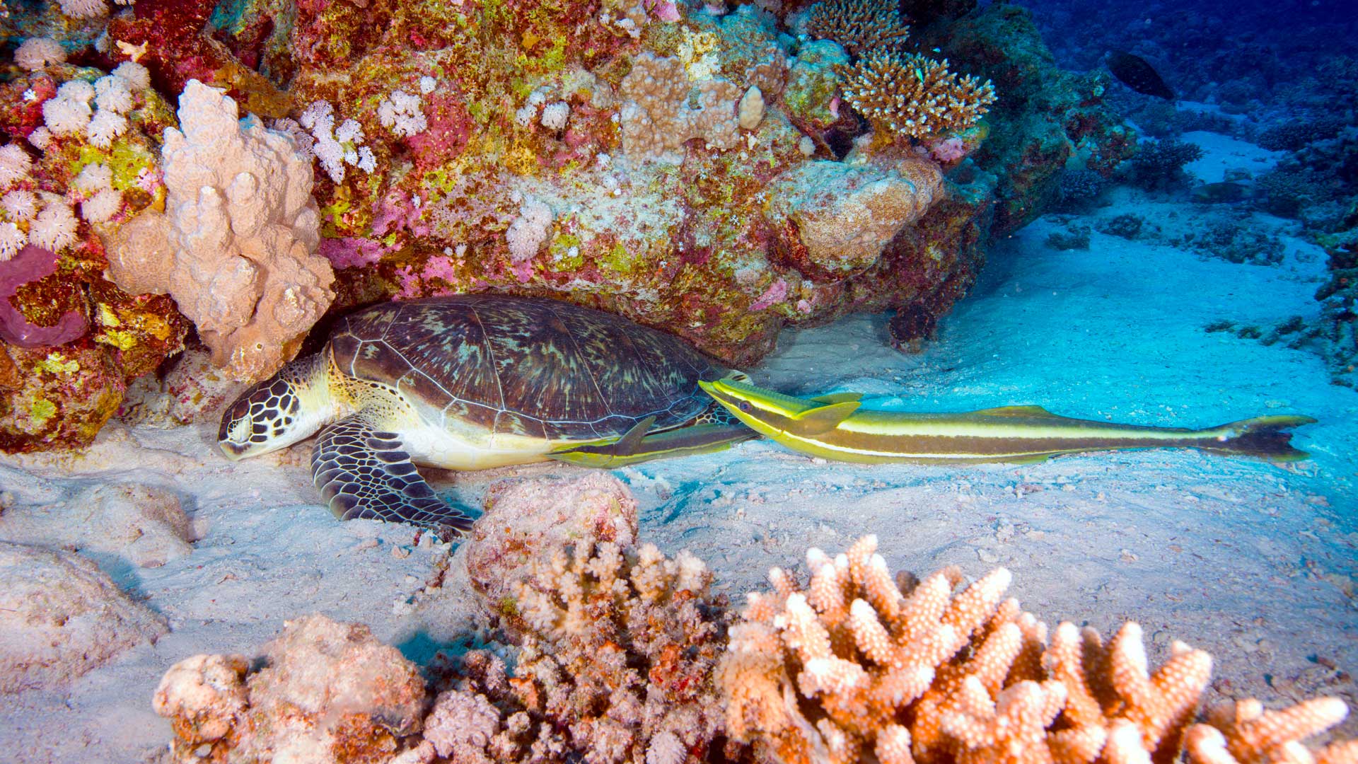 Green turtle and remoras