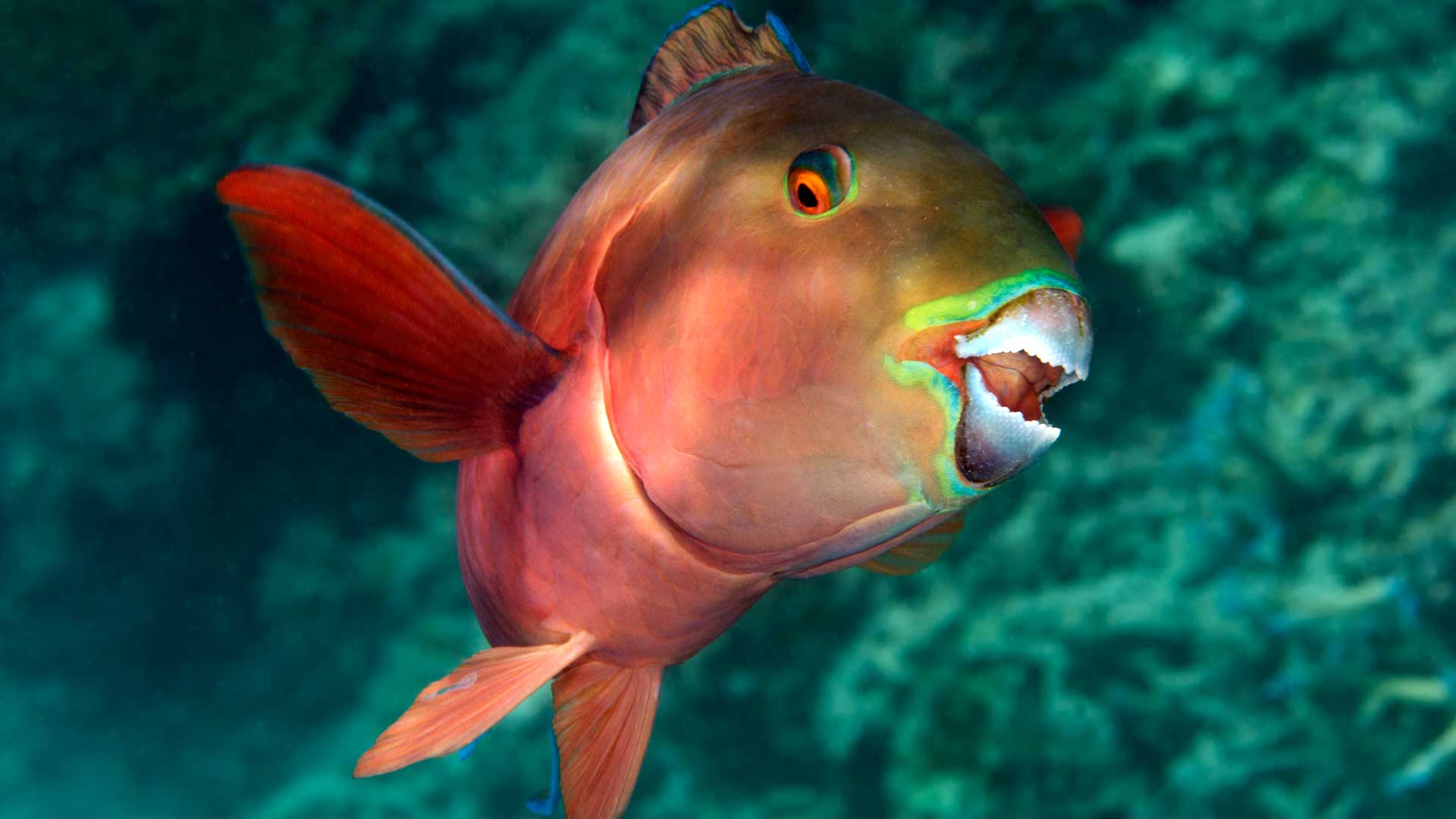 Indian ocean steephead parrotfish