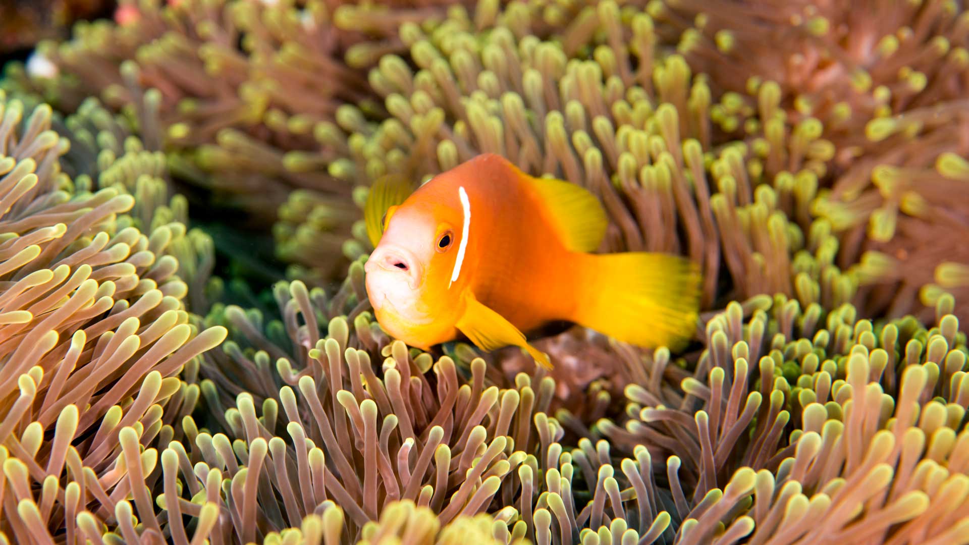 Maldives anemonefish