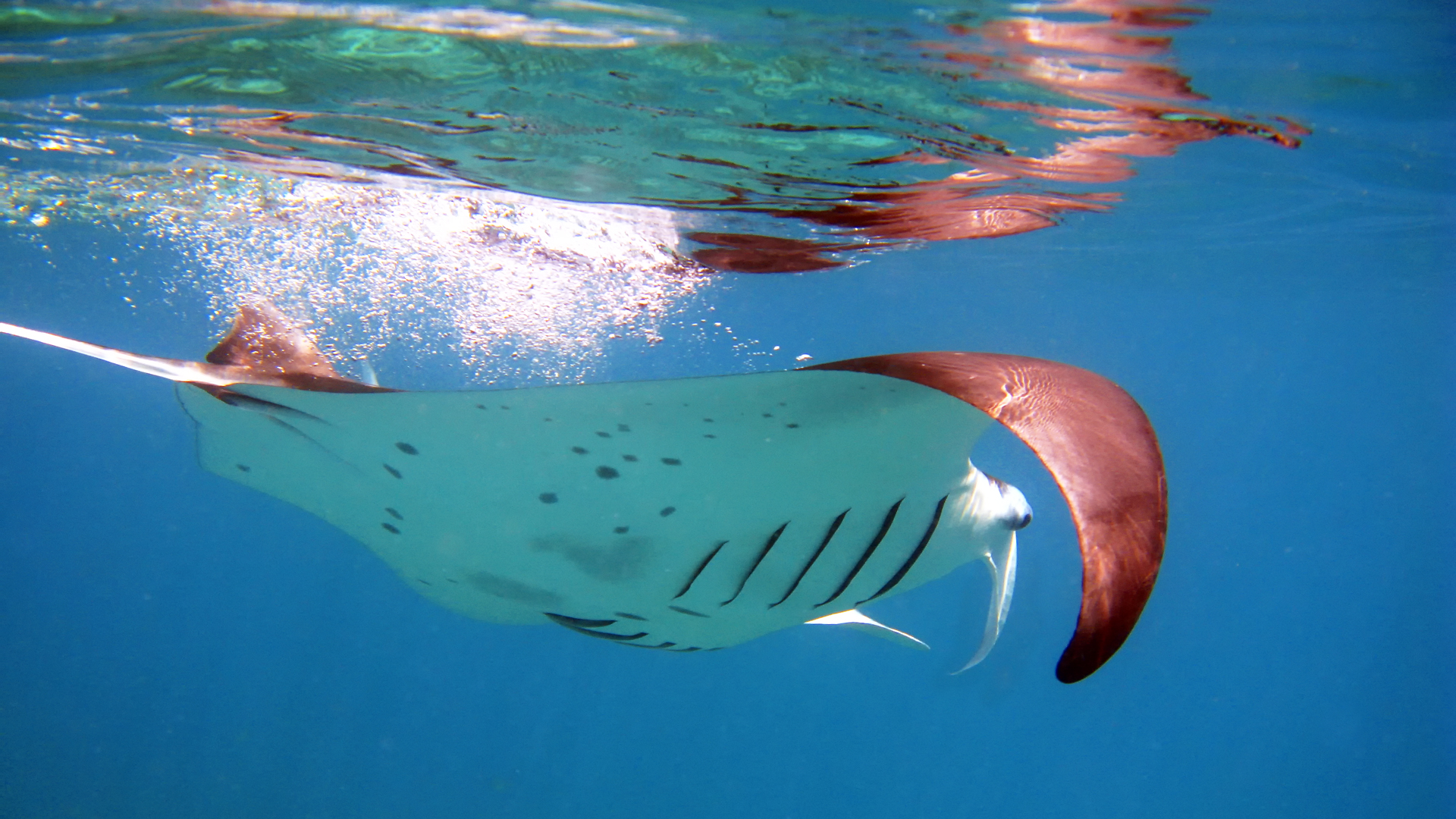 Reef manta ray