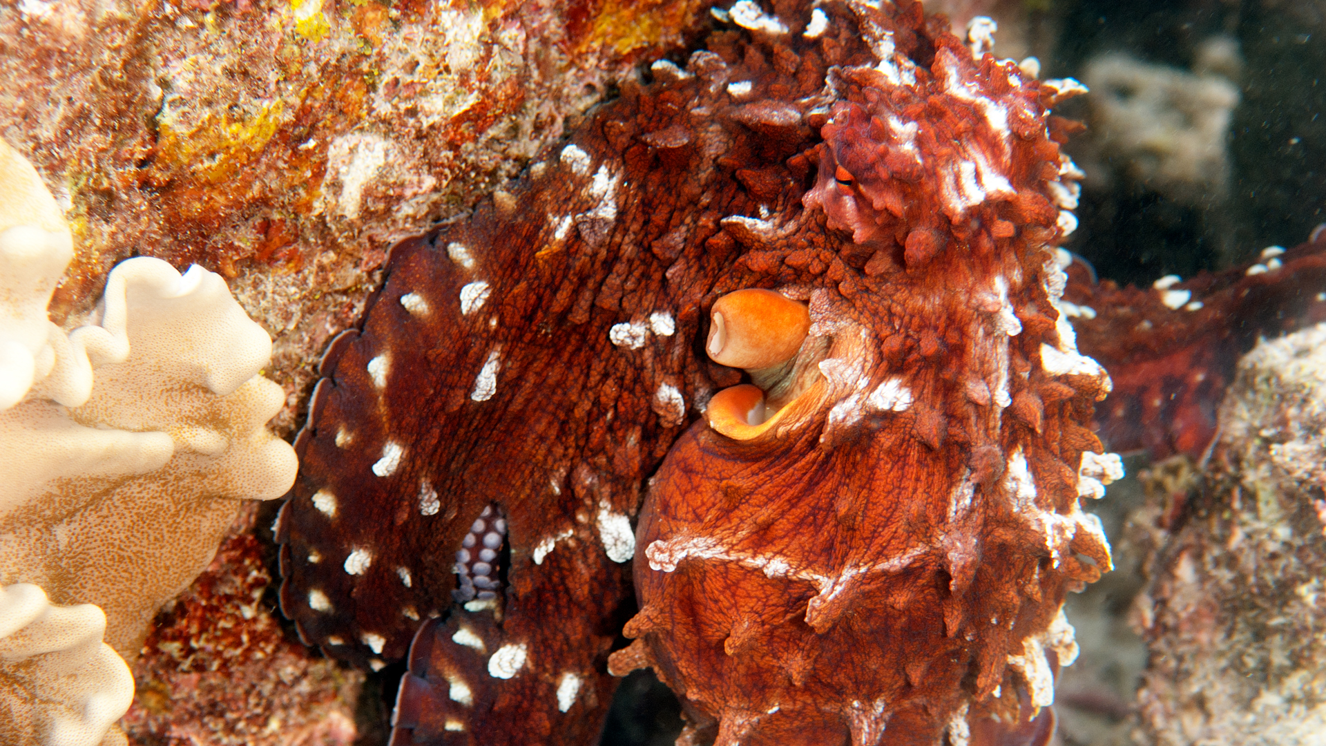 Common octopus