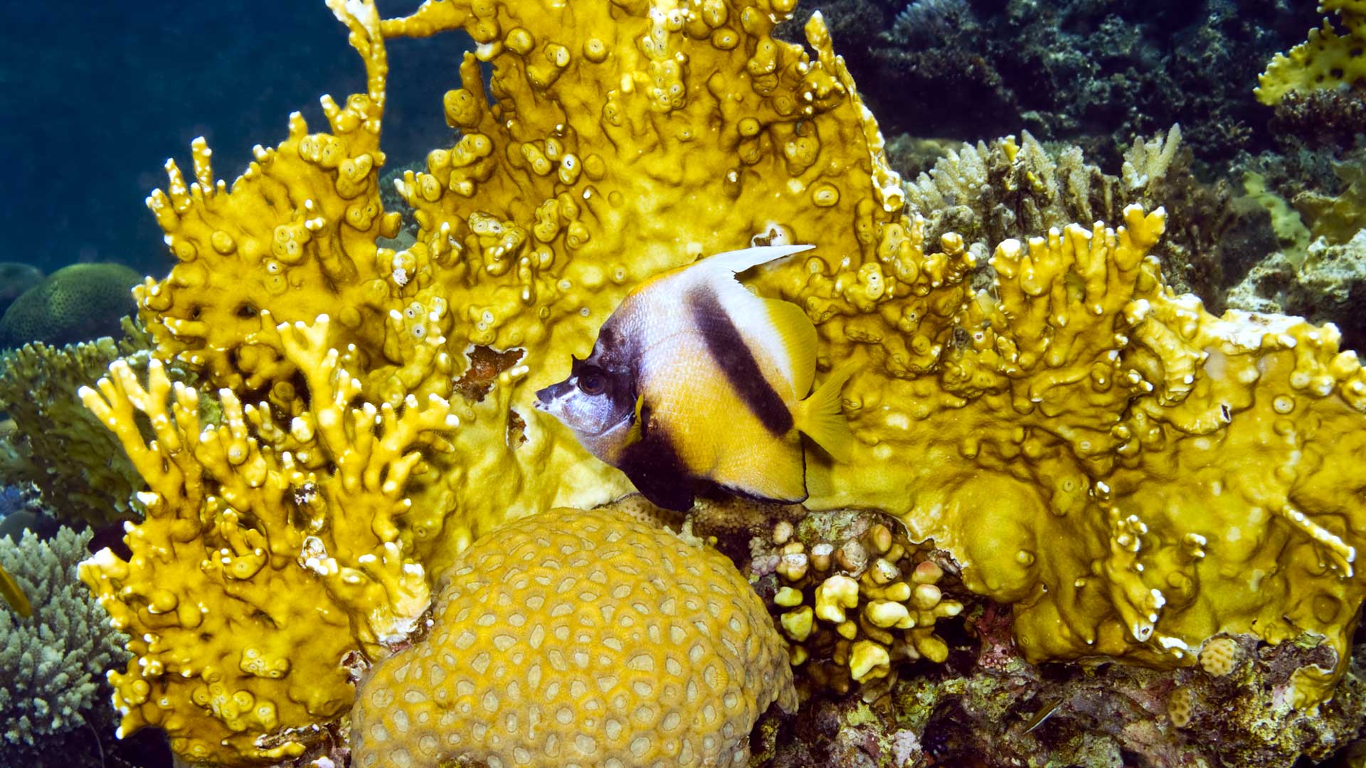 Red sea bannerfish