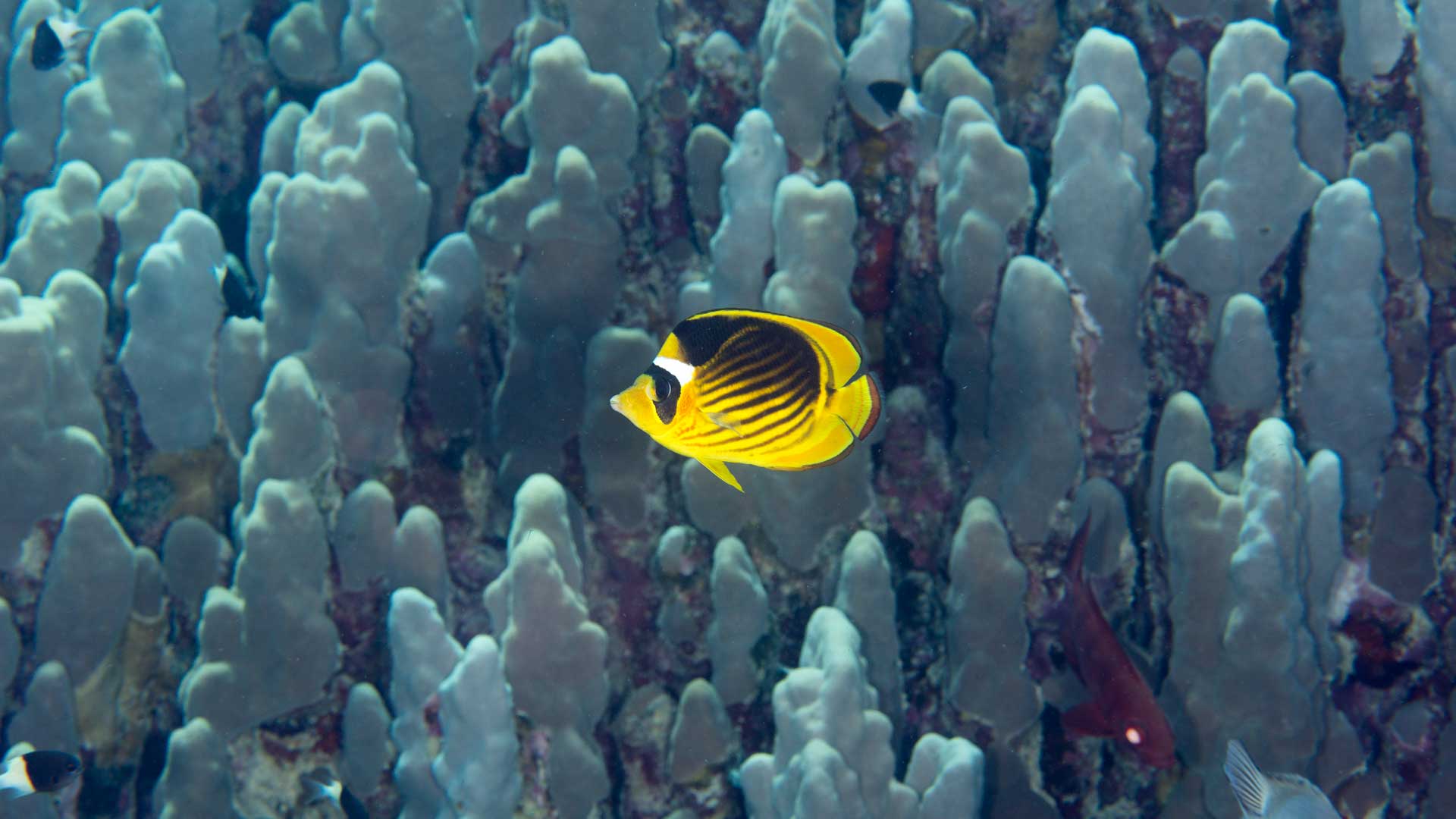 Red sea racoon butterflyfish