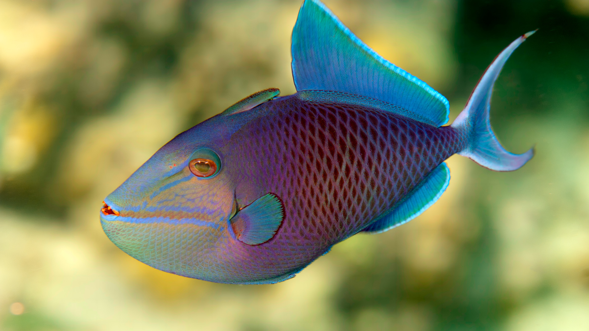 Red-toothed triggerfish
