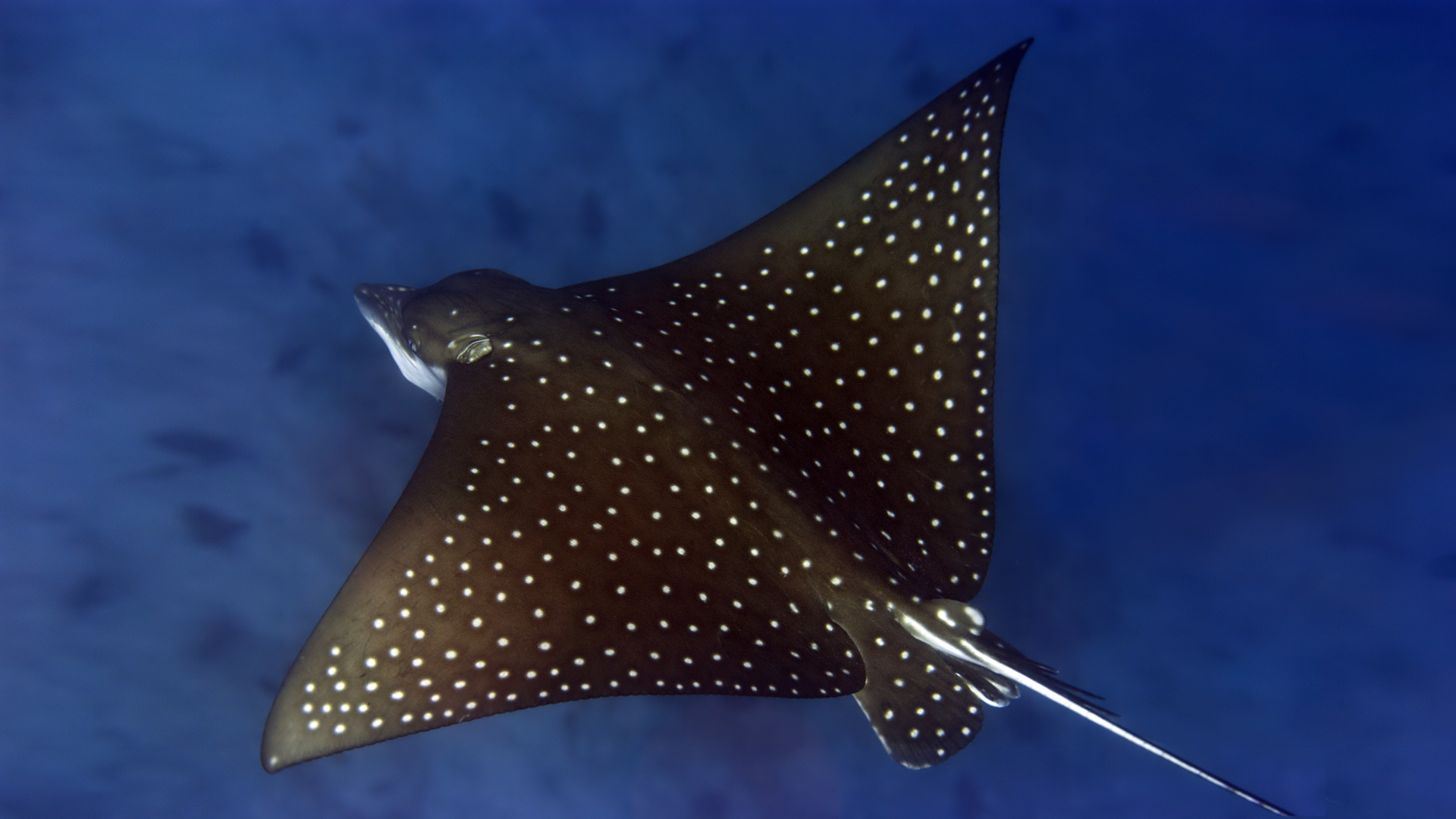 Spotted eagle ray