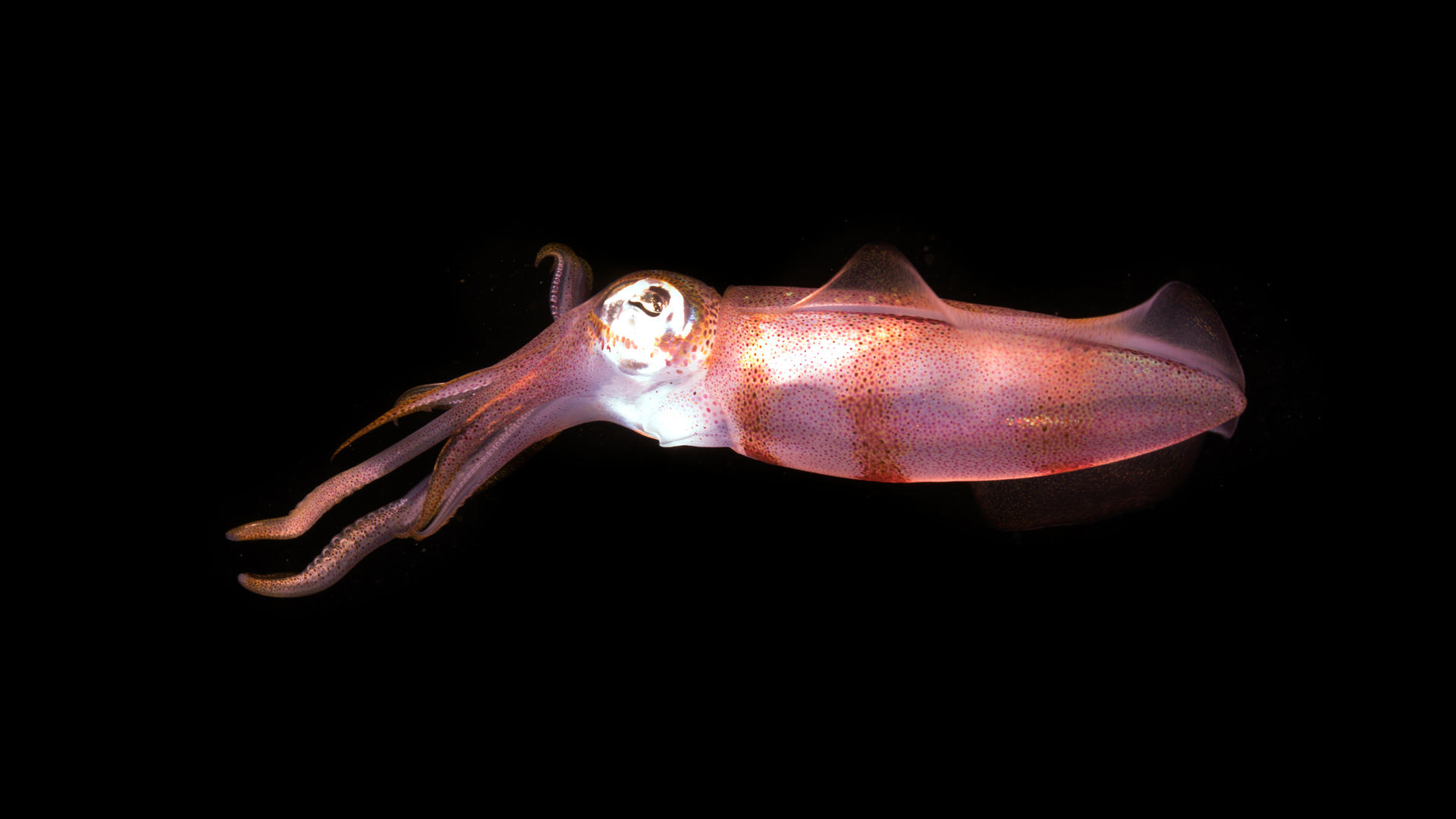 Bigfin reef squid