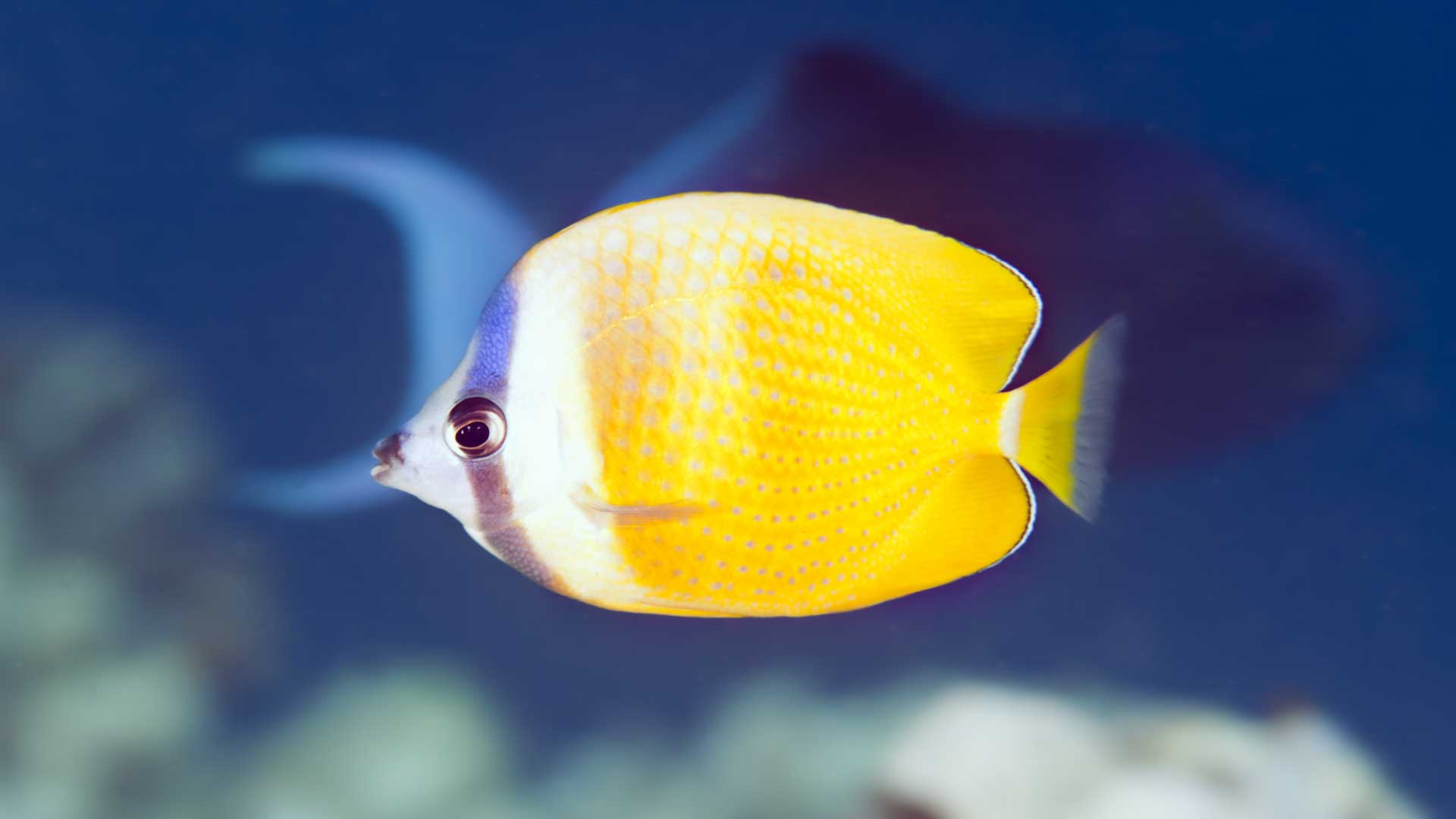 Sunburst butterflyfish