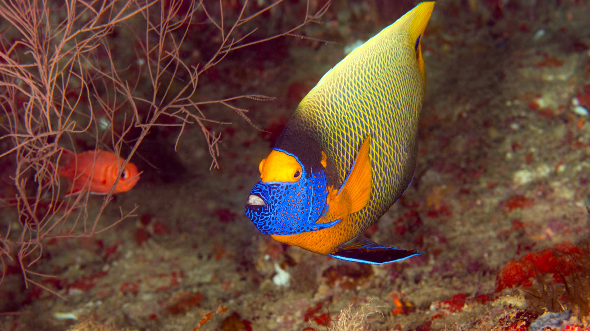 Yellowface angelfish