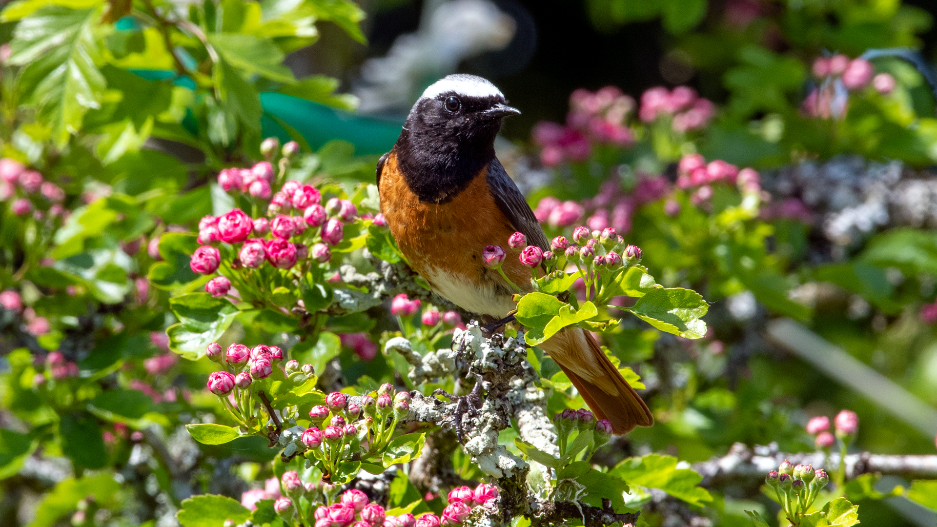 Redstart