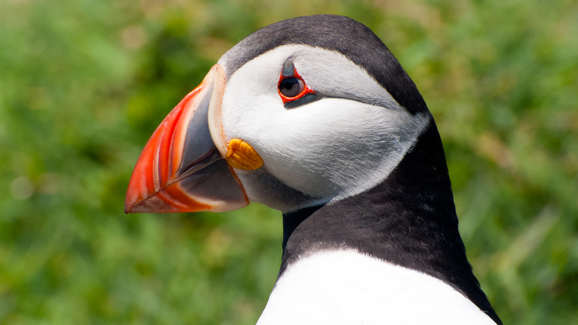 Atlantic puffin, eye markings during the breeding season