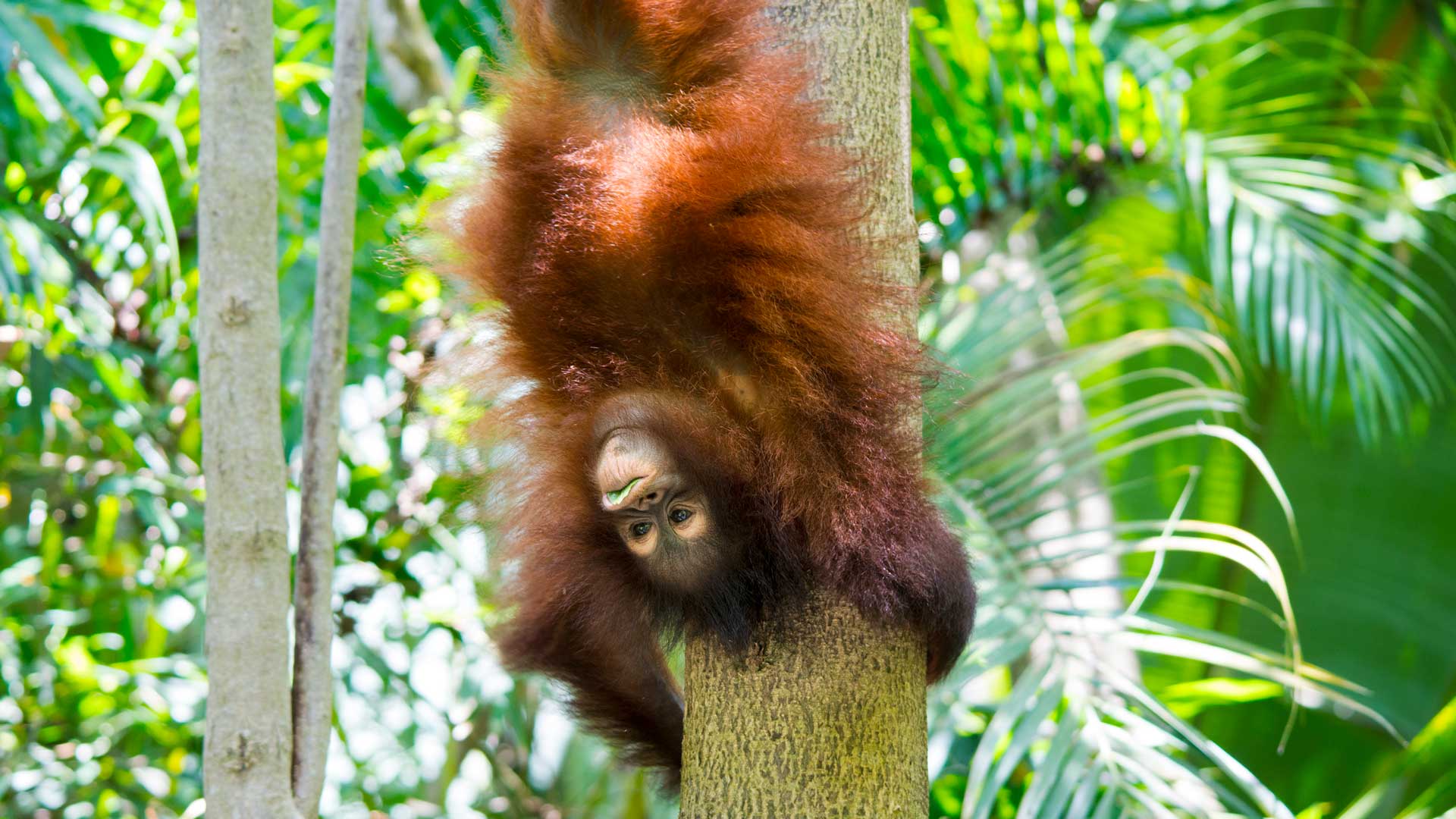 Juvenile orang-utan