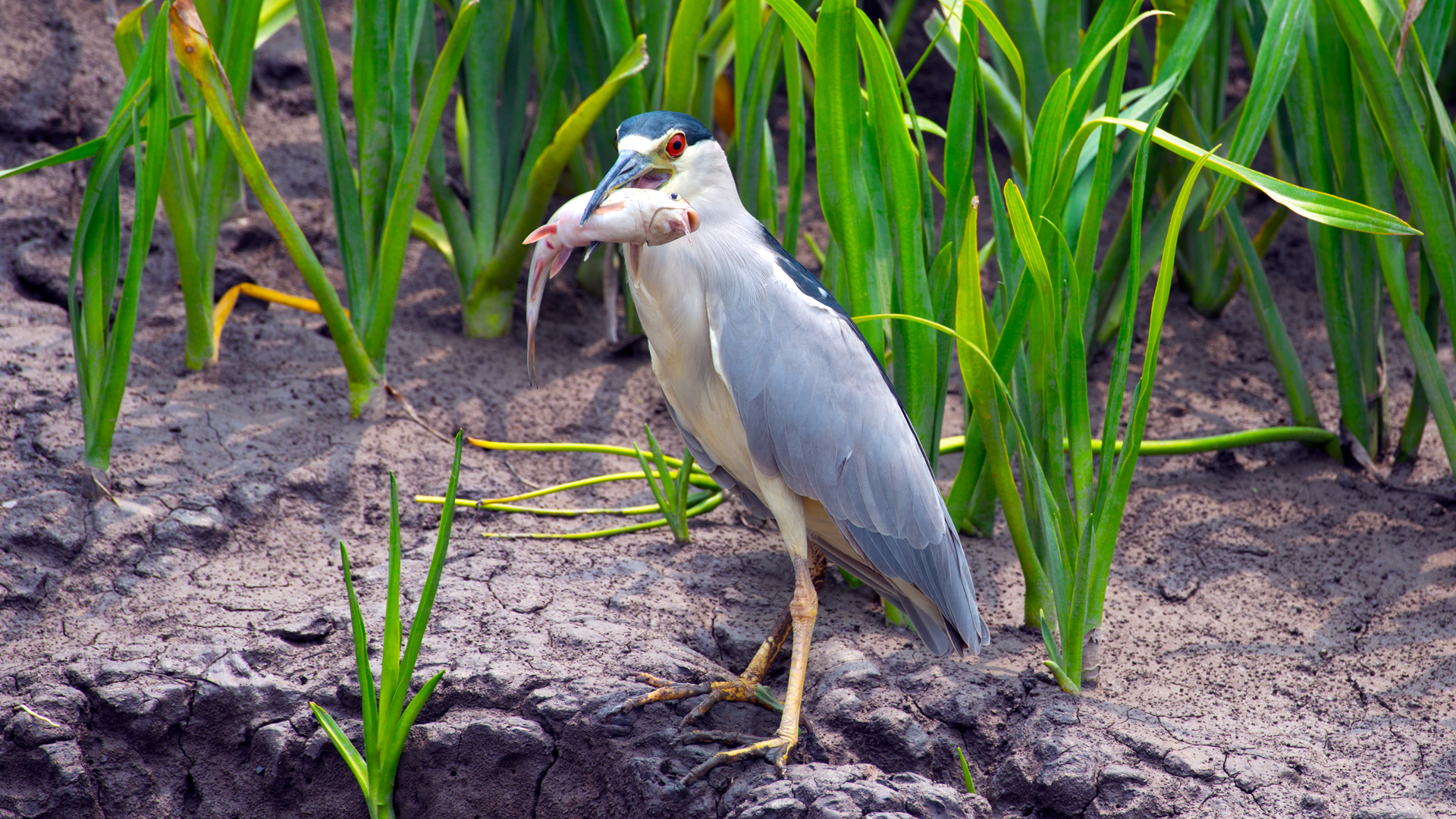 Black-crowned night heron feeding on catfish