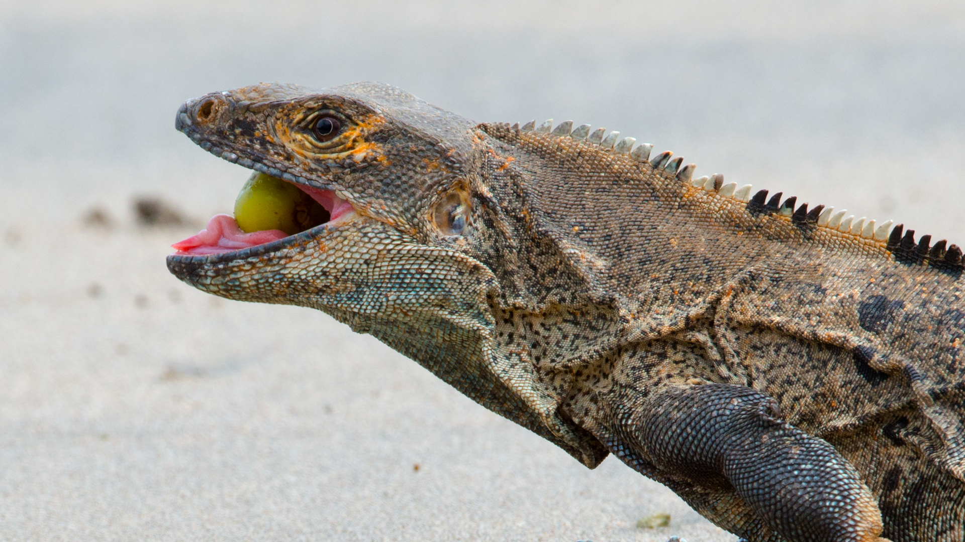 Black ctenosaur feeding on the beach