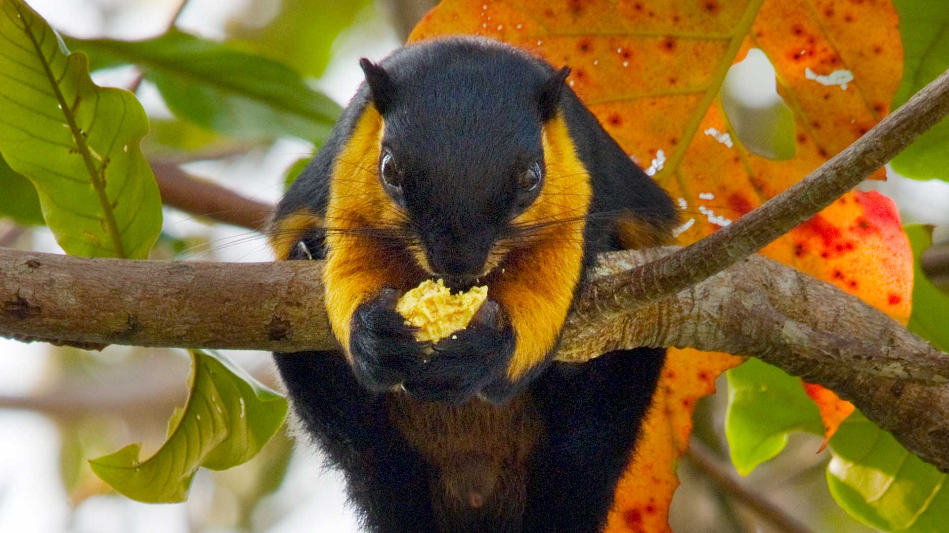 Black Giant Squirrel