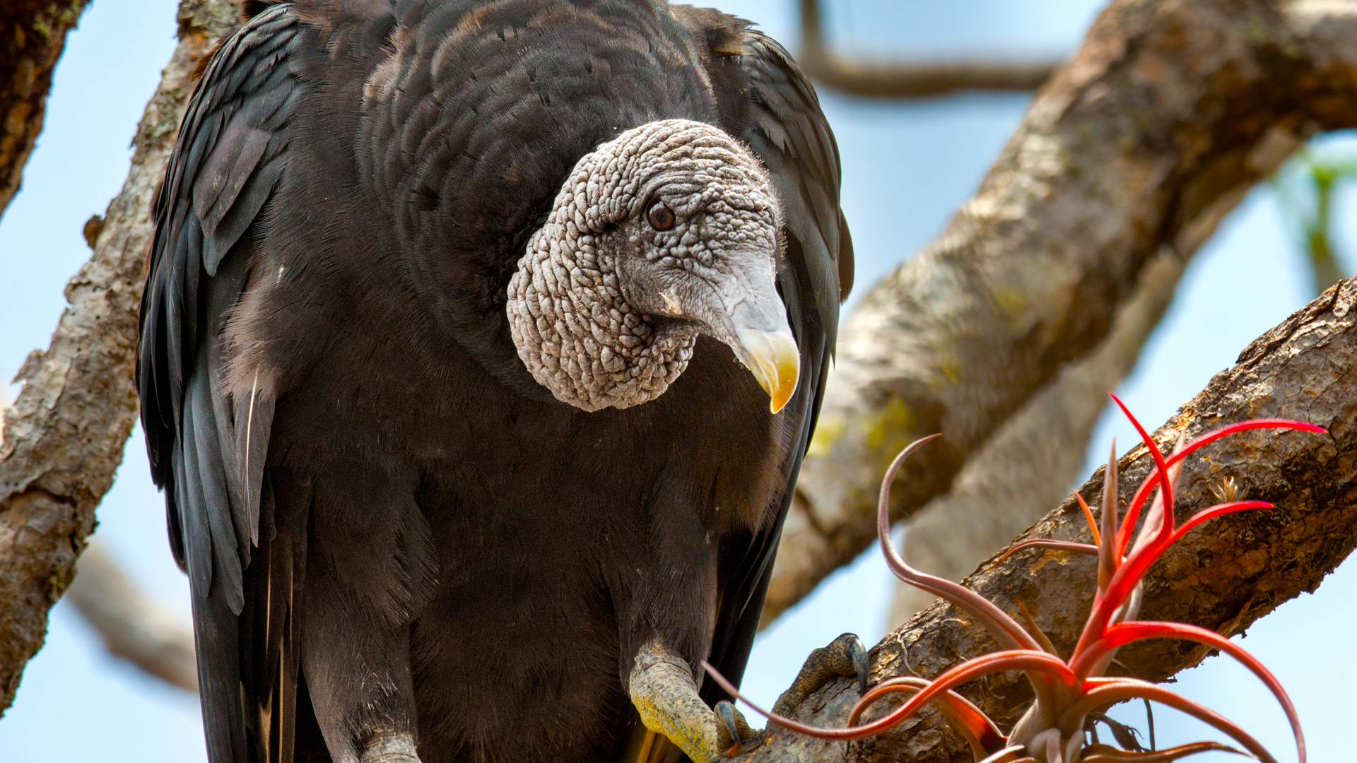 Black vulture in dry tropical forest