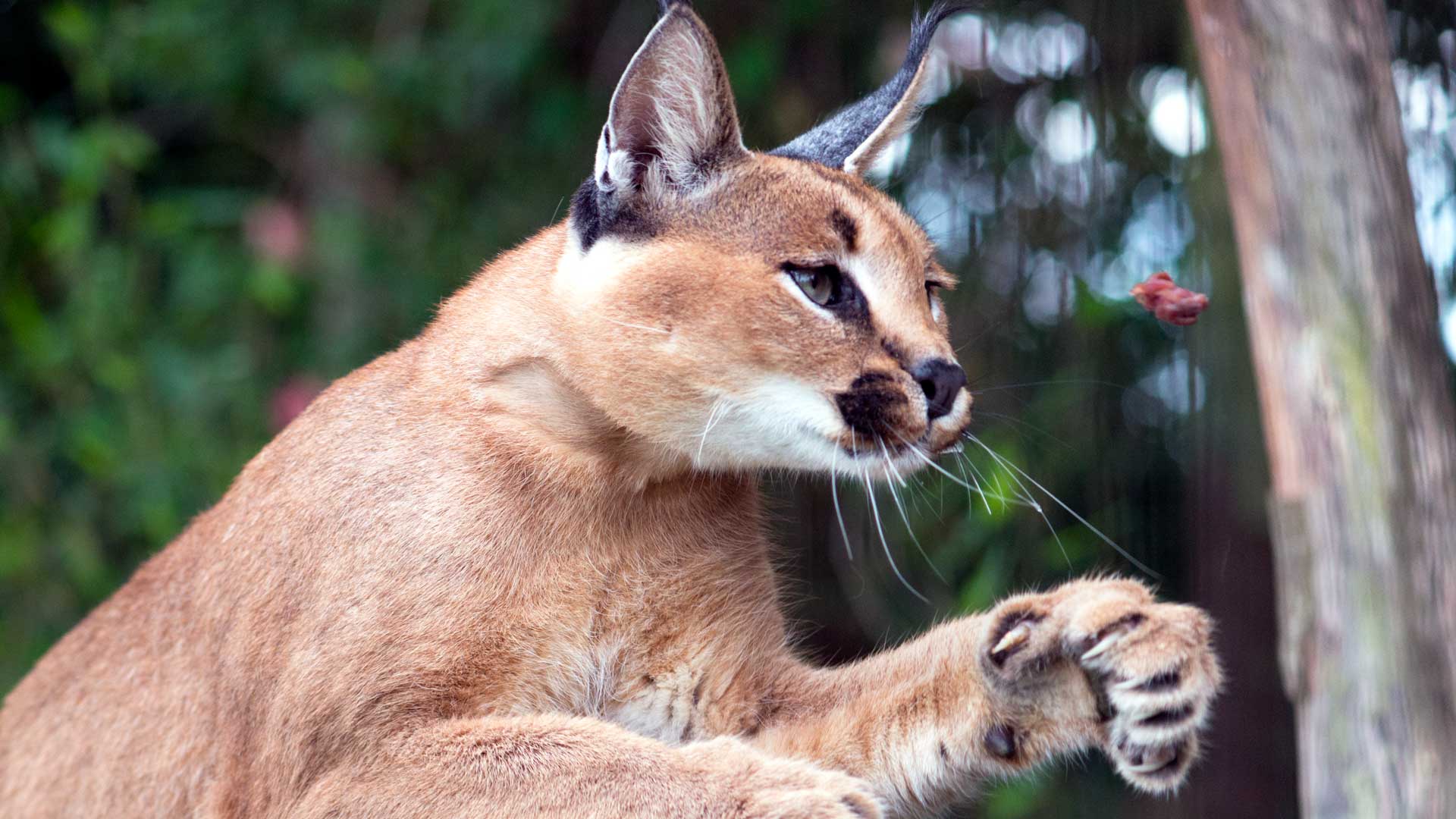 Desert lynx