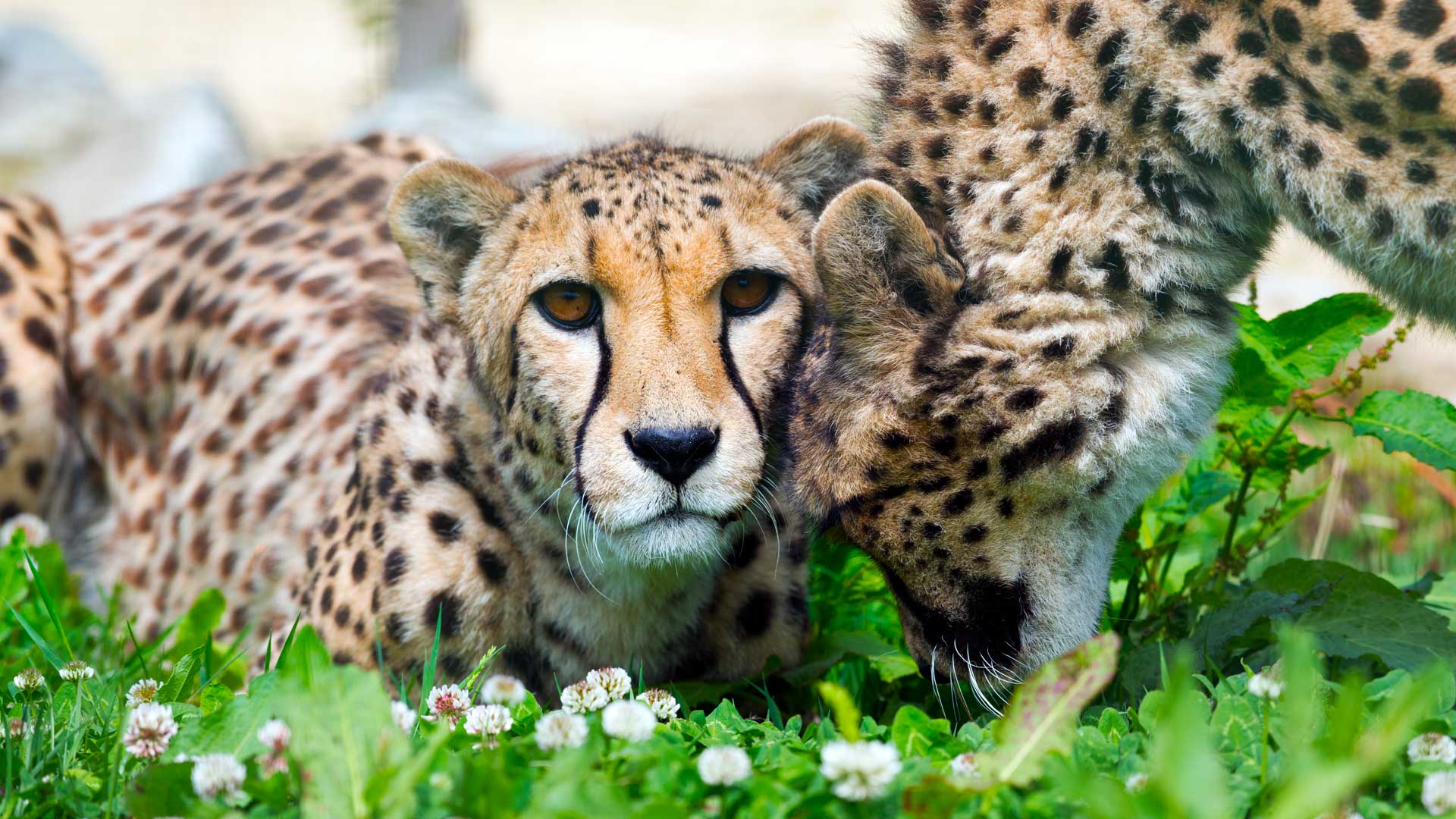 Cheetahs