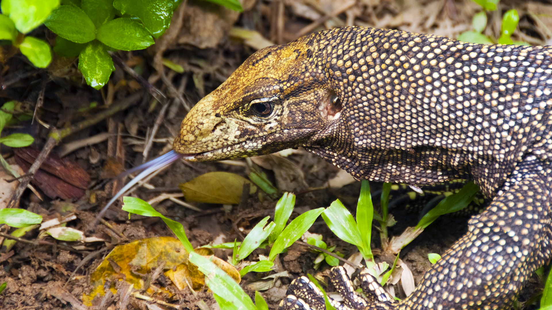 Clouded monitor lizard foraging