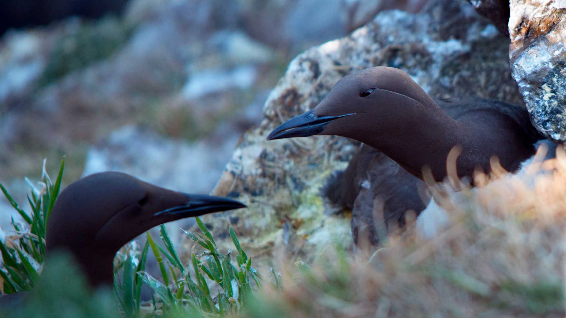 Guillemots nesting