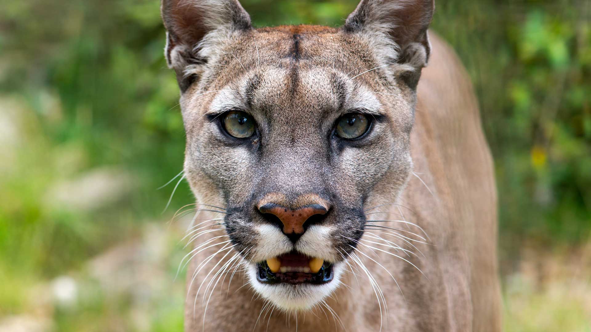 WAmerican mountain lion