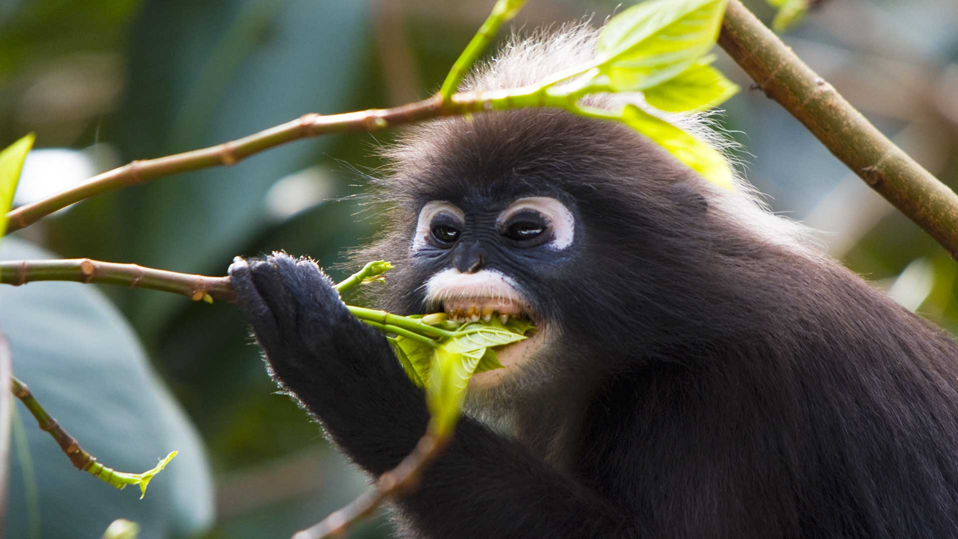 Spectacled leaf monkey