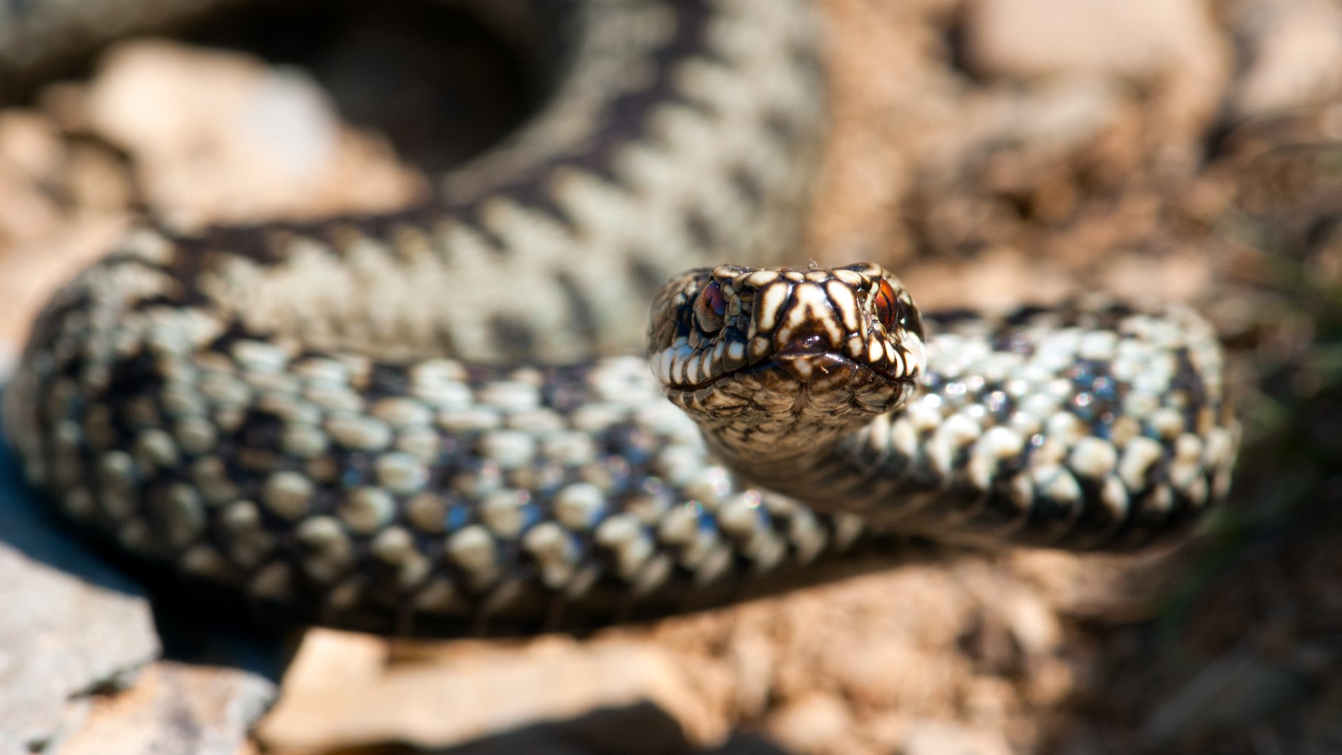 European viper