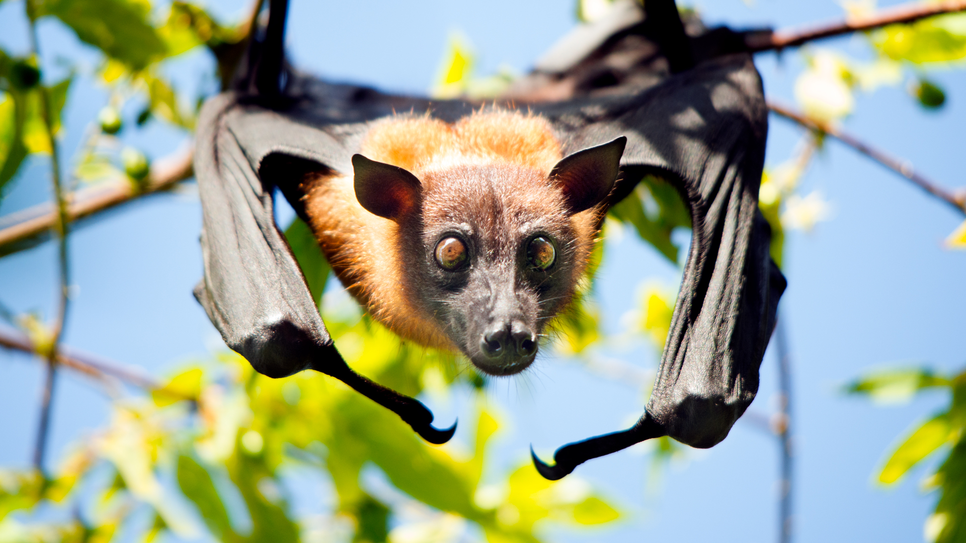 Giant fruit bat