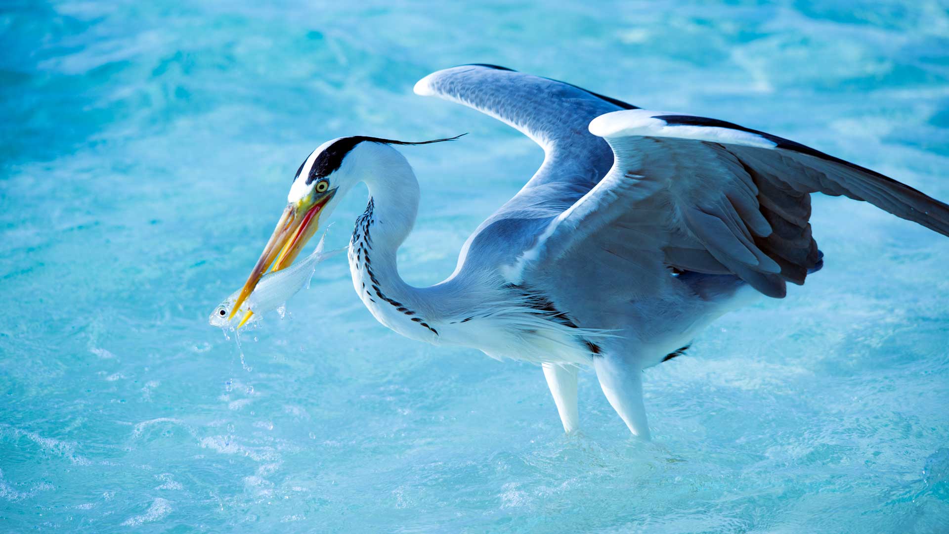 Grey heron fishing