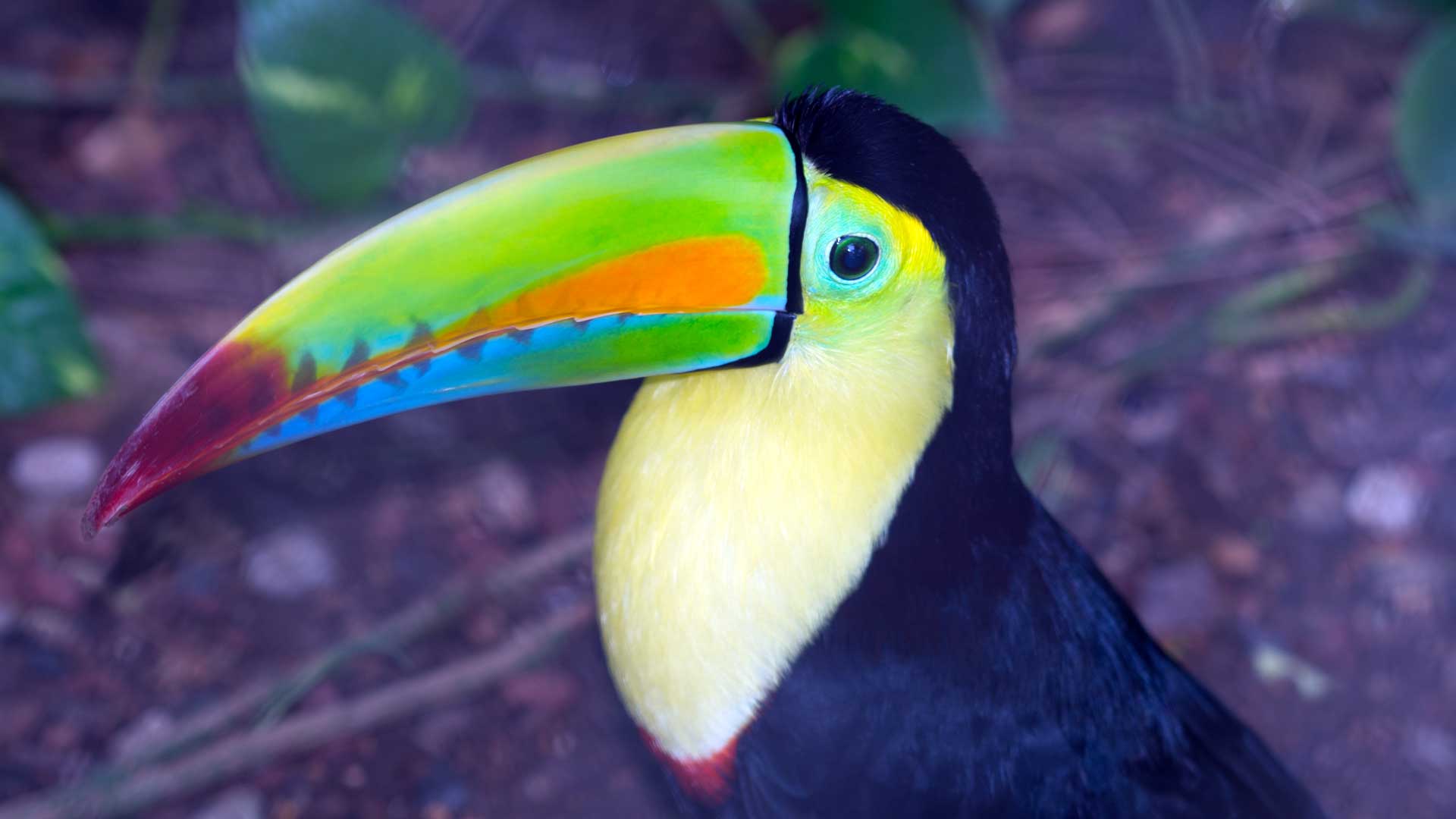 Keel-billed toucan